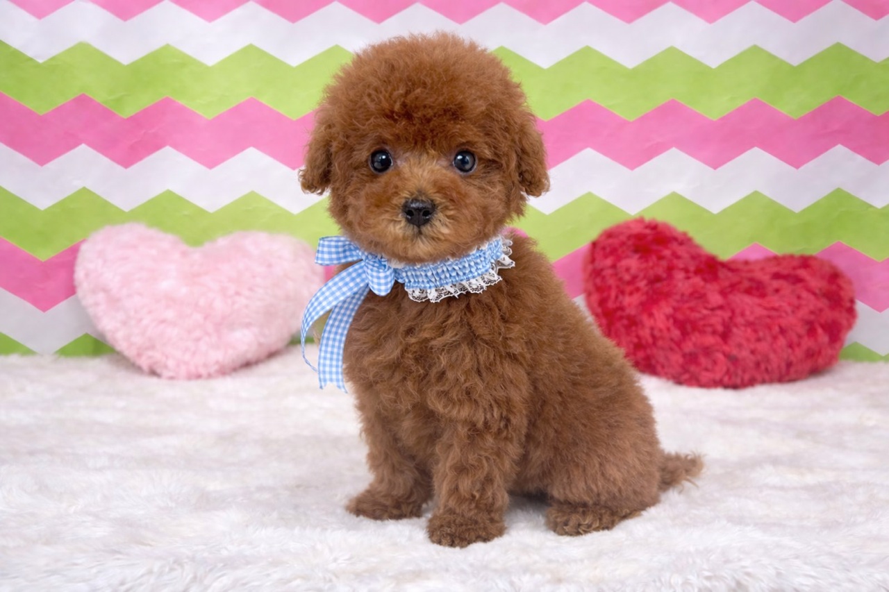 兵庫県のトイプードル(トイ) (ペッツワン神戸深江浜店/2025年12月18日生まれ/男の子/レッドフォーン)の子犬の1枚目の画像