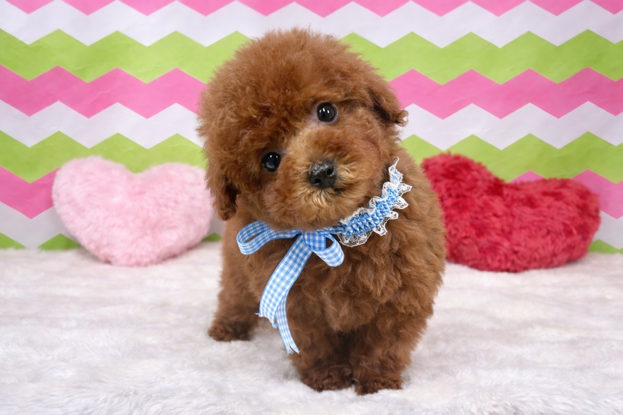 兵庫県のトイプードル(トイ) (ペッツワン神戸深江浜店/2025年12月18日生まれ/男の子/レッドフォーン)の子犬の2枚目の画像