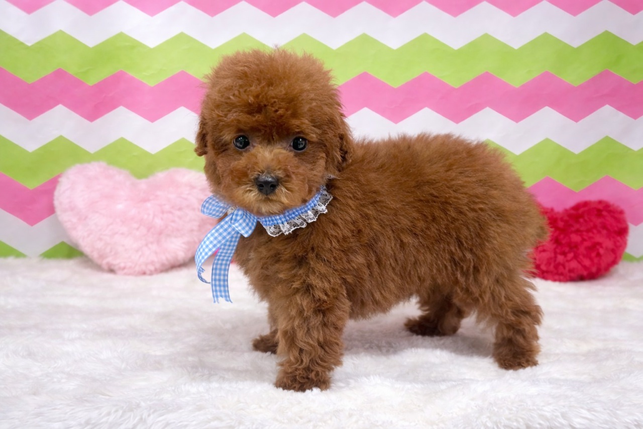 兵庫県のトイプードル(トイ) (ペッツワン神戸深江浜店/2025年12月18日生まれ/男の子/レッドフォーン)の子犬の3枚目の画像