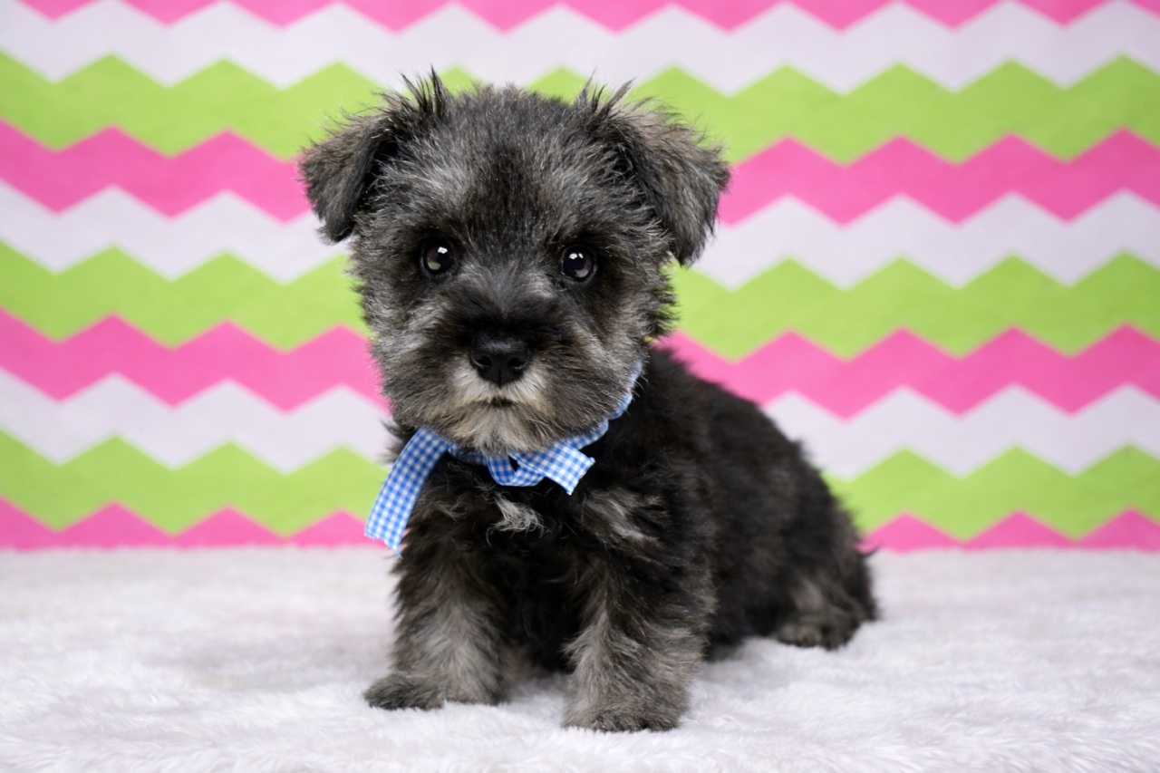 兵庫県のミニチュアシュナウザー (ペッツワン神戸深江浜店/2025年12月9日生まれ/男の子/ソルトペッパー)の子犬の2枚目の画像