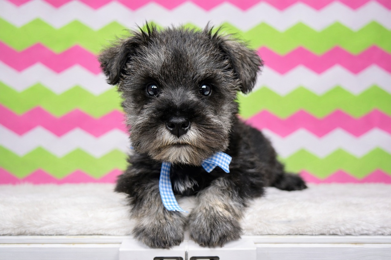 兵庫県のミニチュアシュナウザー (ペッツワン神戸深江浜店/2025年12月9日生まれ/男の子/ソルトペッパー)の子犬の1枚目の画像