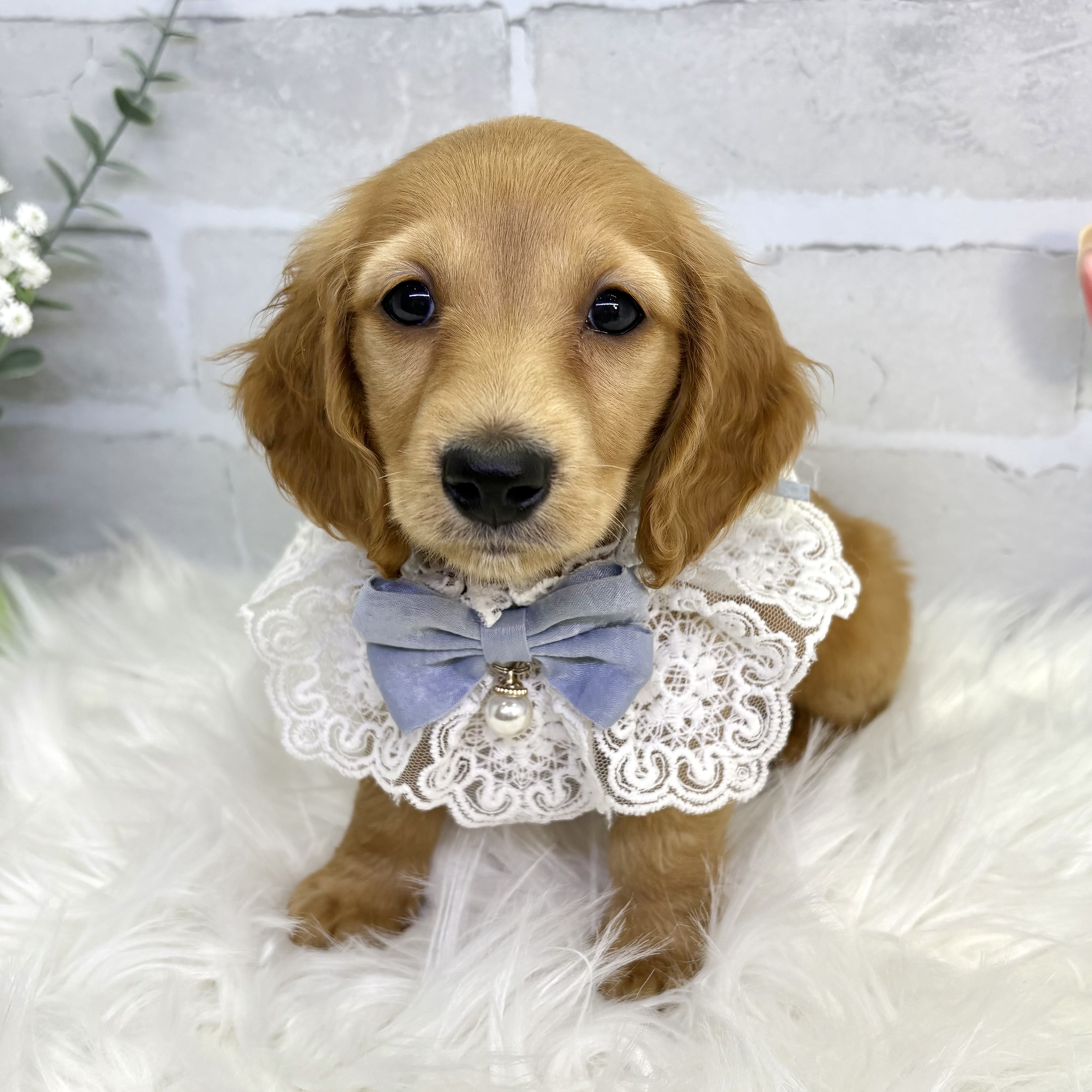 大阪府のミニチュアダックスフンド(ロング) (ペッツワン高槻店/2025年9月16日生まれ/男の子/ゴールド)の子犬の2枚目の画像