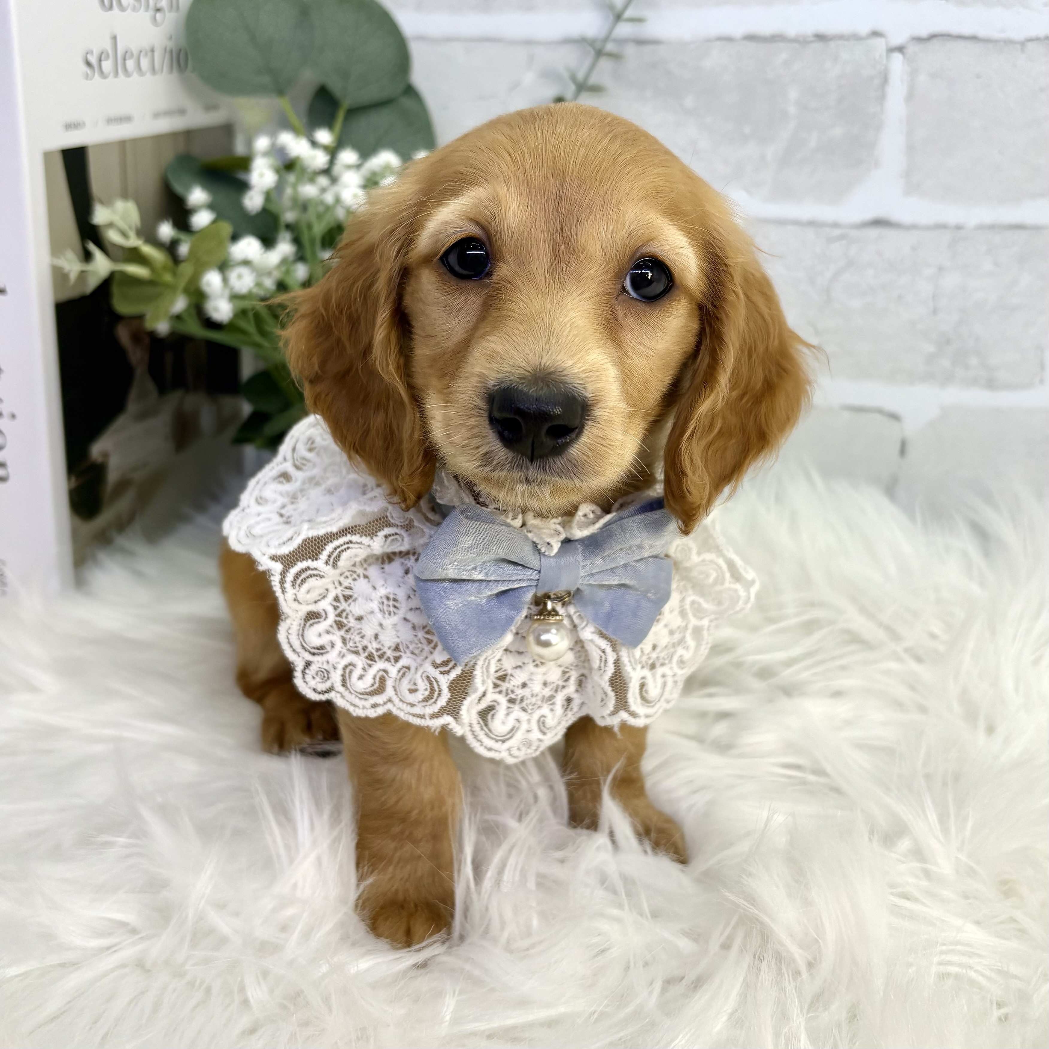 大阪府のミニチュアダックスフンド(ロング) (ペッツワン高槻店/2025年9月16日生まれ/男の子/ゴールド)の子犬の3枚目の画像