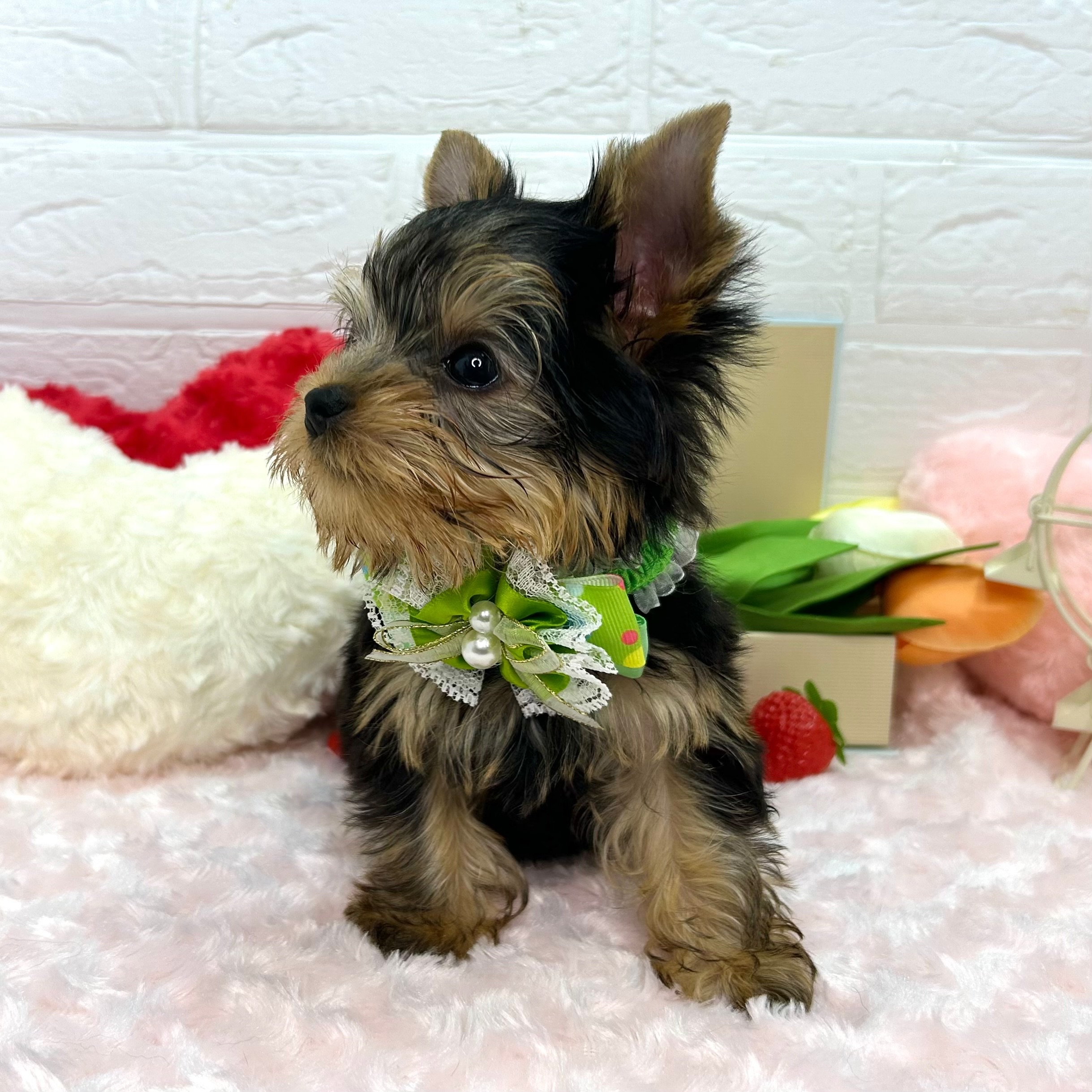 大阪府のヨークシャーテリア (ペッツワン東大阪店/2025年12月11日生まれ/男の子/スチールブルータン)の子犬の3枚目の画像