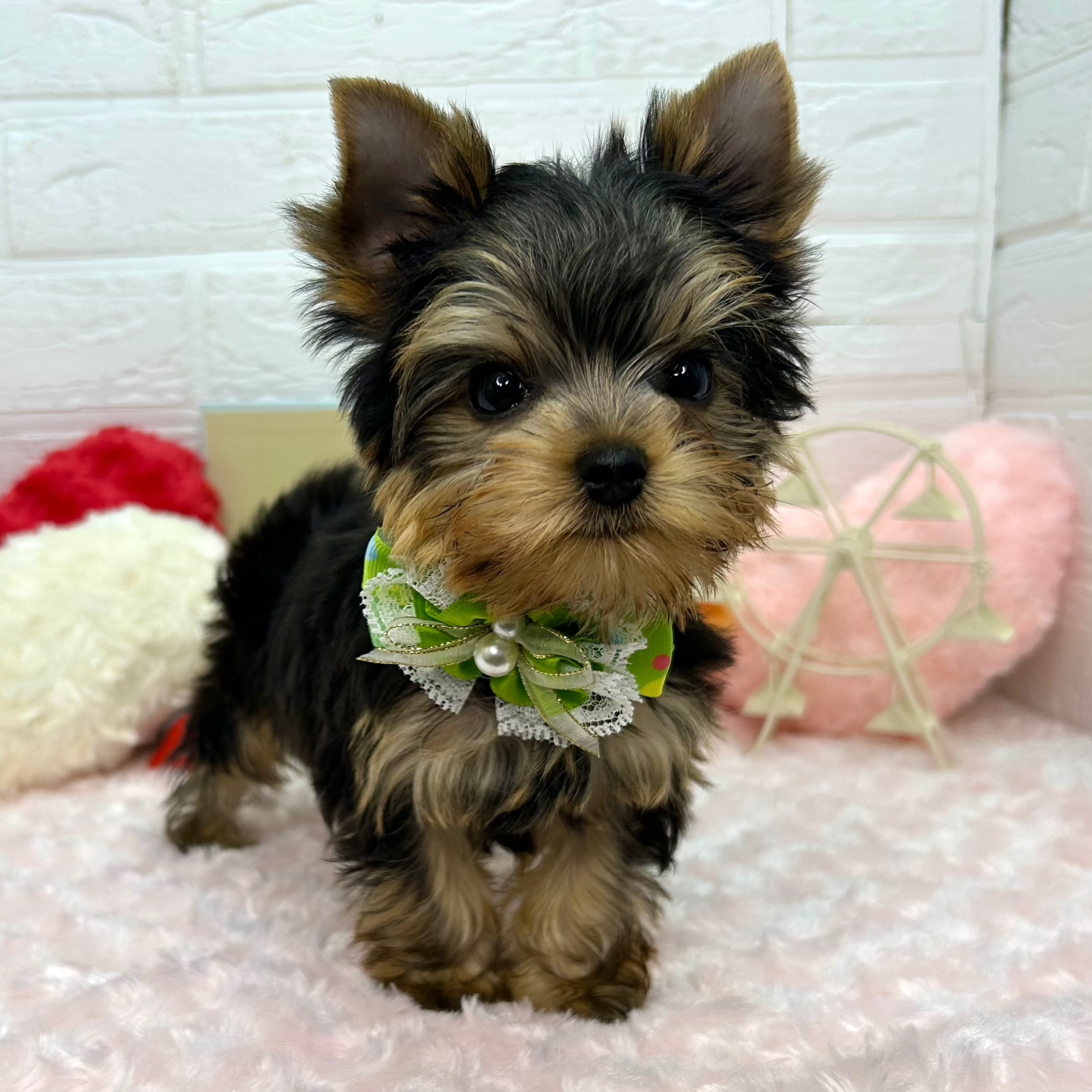 大阪府のヨークシャーテリア (ペッツワン東大阪店/2025年12月11日生まれ/男の子/スチールブルータン)の子犬の2枚目の画像