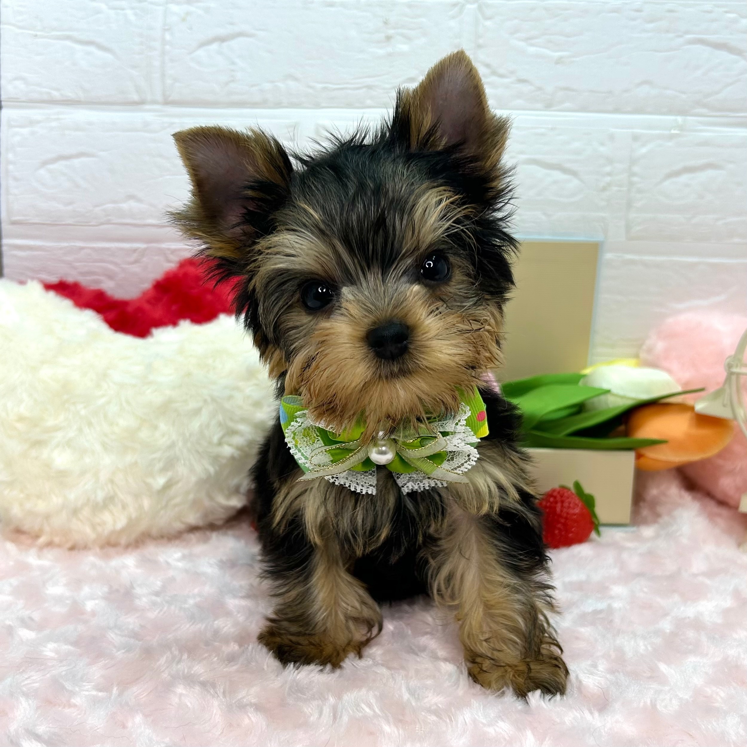 大阪府のヨークシャーテリア (ペッツワン東大阪店/2025年12月11日生まれ/男の子/スチールブルータン)の子犬の1枚目の画像