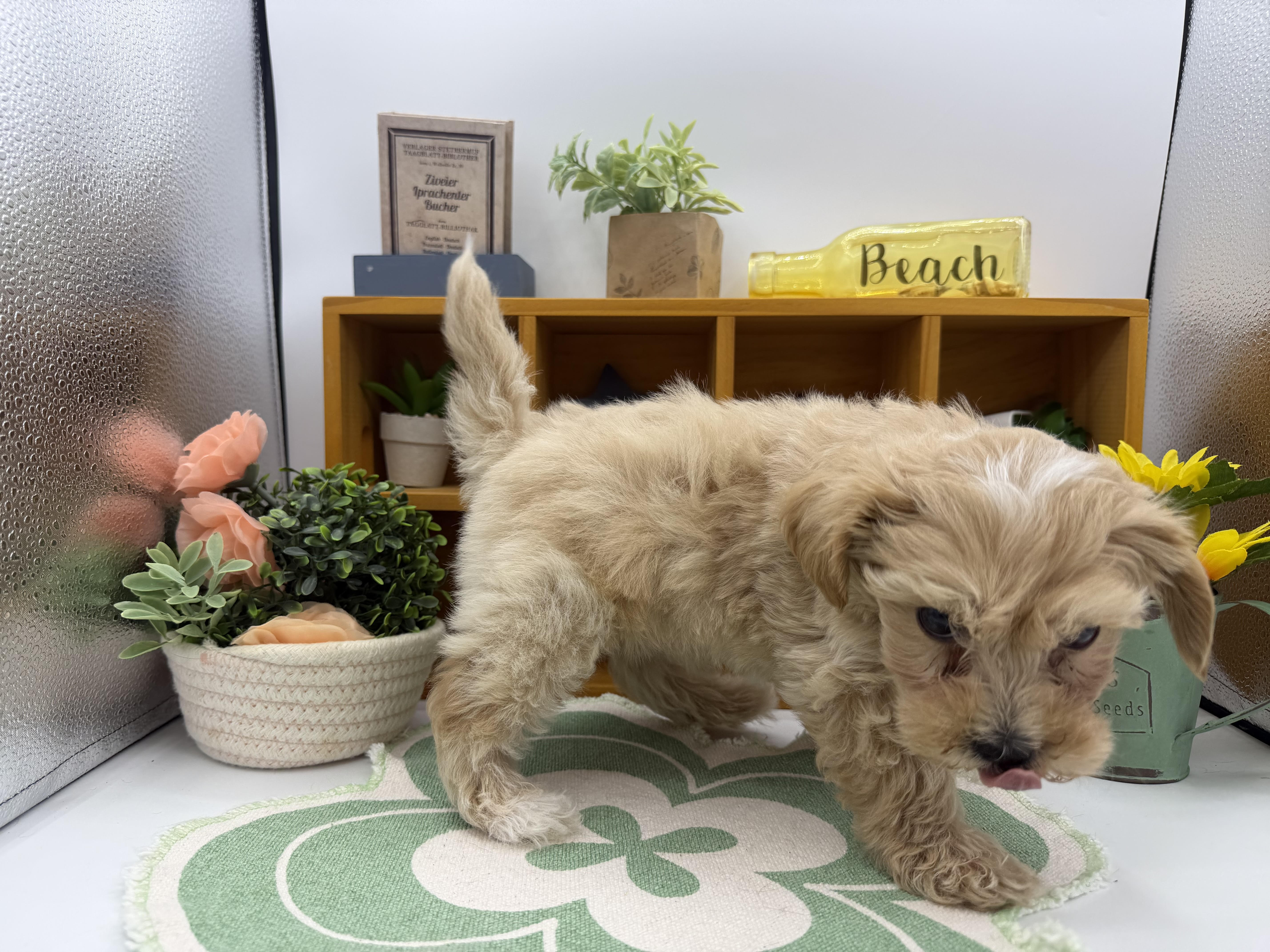 静岡県のハーフ犬・ミックス犬 (ペッツワン清水店/2025年12月15日生まれ/男の子/ブラウン)の子犬の2枚目の画像