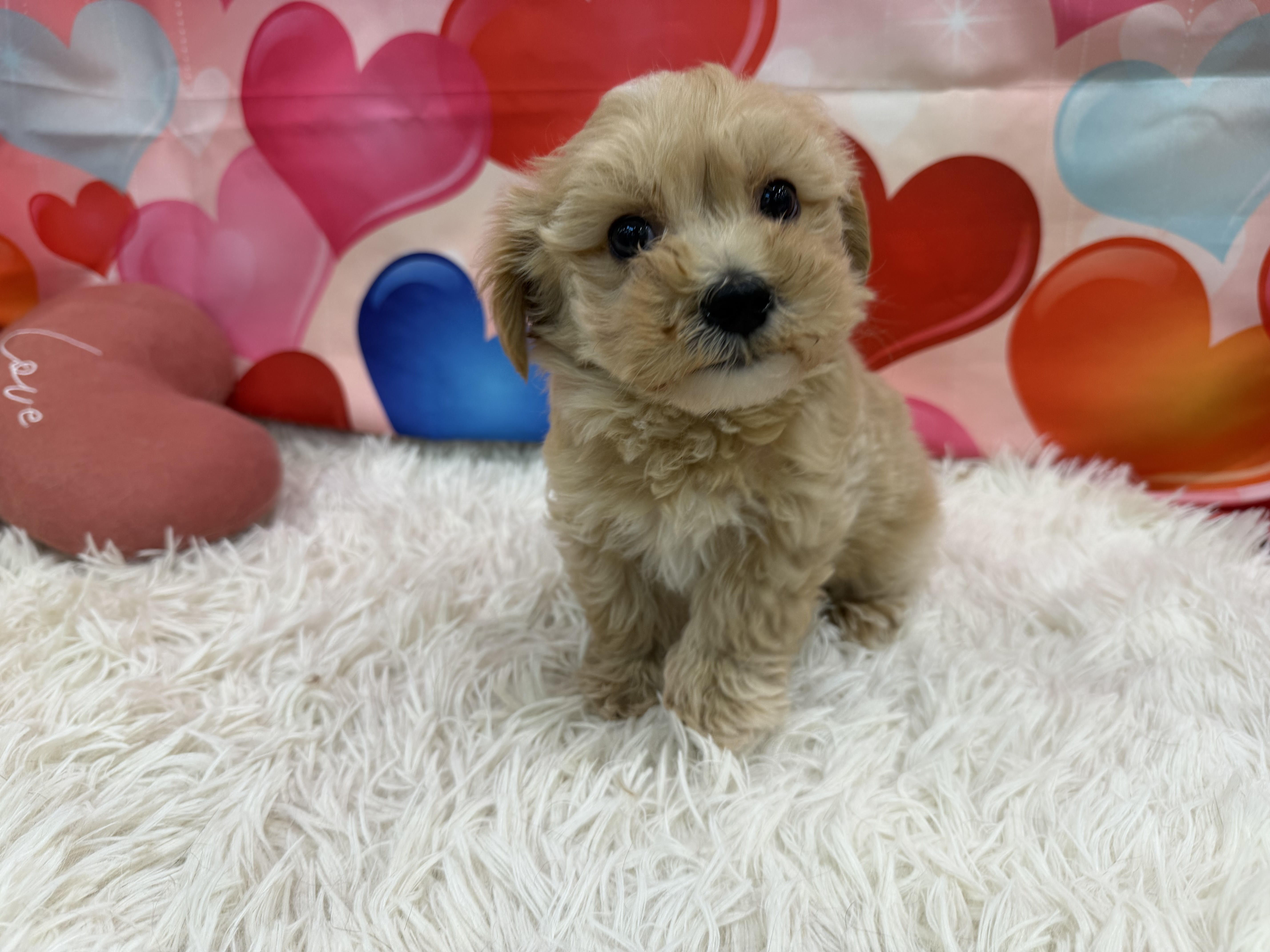 静岡県のハーフ犬・ミックス犬 (ペッツワン清水店/2025年12月15日生まれ/男の子/ブラウン)の子犬の1枚目の画像