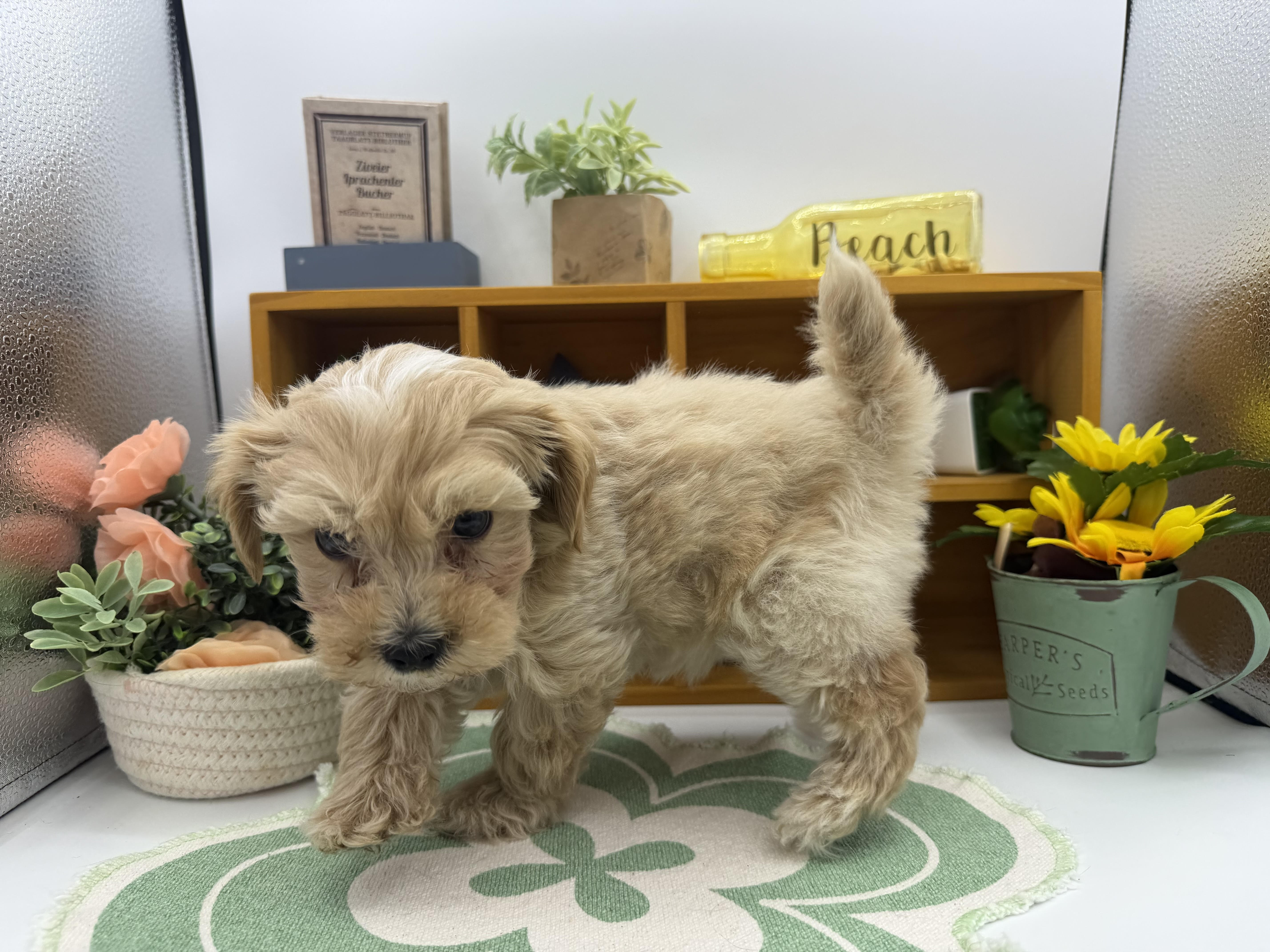 静岡県のハーフ犬・ミックス犬 (ペッツワン清水店/2025年12月15日生まれ/男の子/ブラウン)の子犬の3枚目の画像