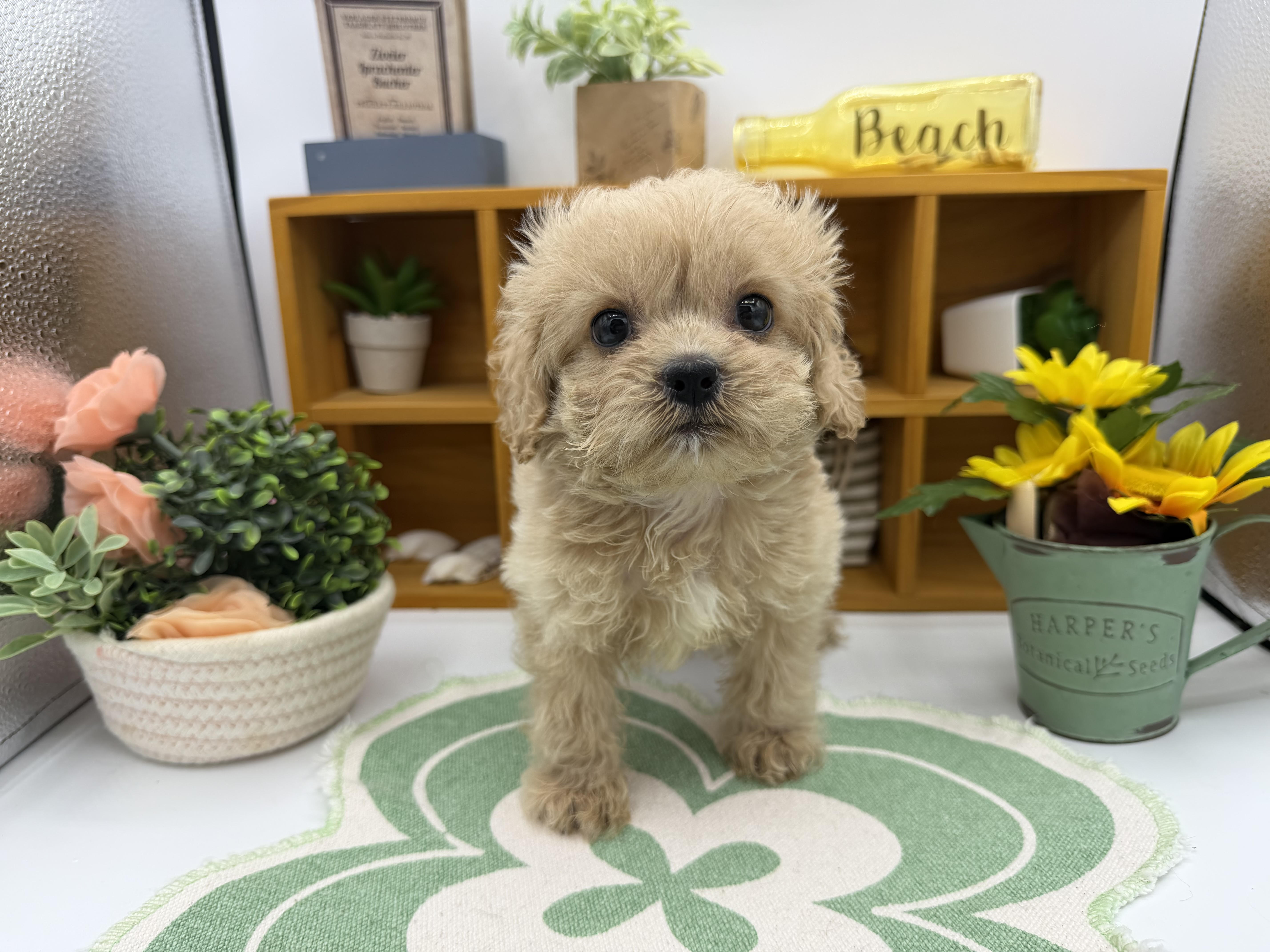 静岡県のハーフ犬・ミックス犬 (ペッツワン清水店/2025年12月16日生まれ/男の子/ブラウン)の子犬の1枚目の画像