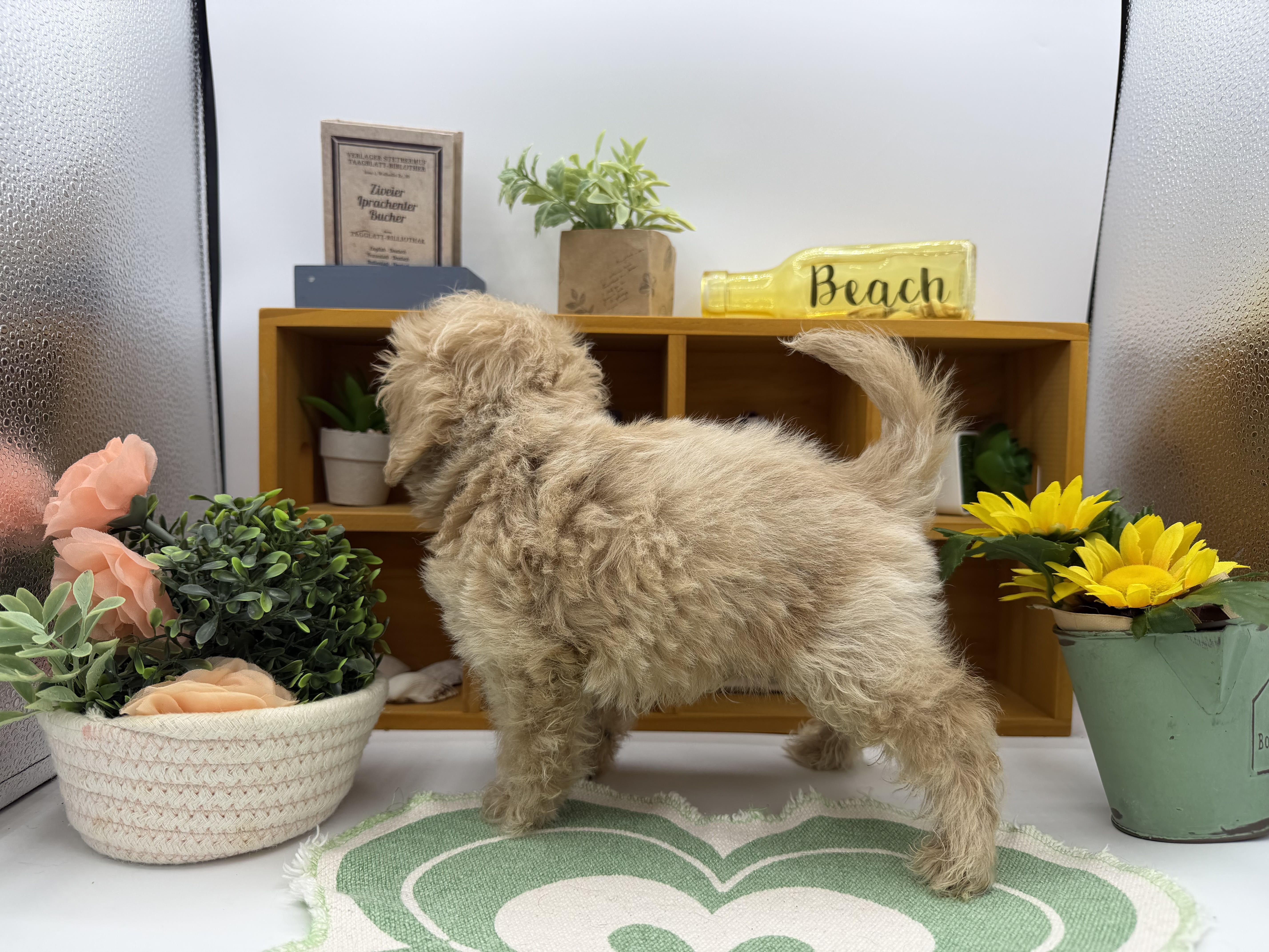 静岡県のハーフ犬・ミックス犬 (ペッツワン清水店/2025年12月16日生まれ/男の子/ブラウン)の子犬の3枚目の画像