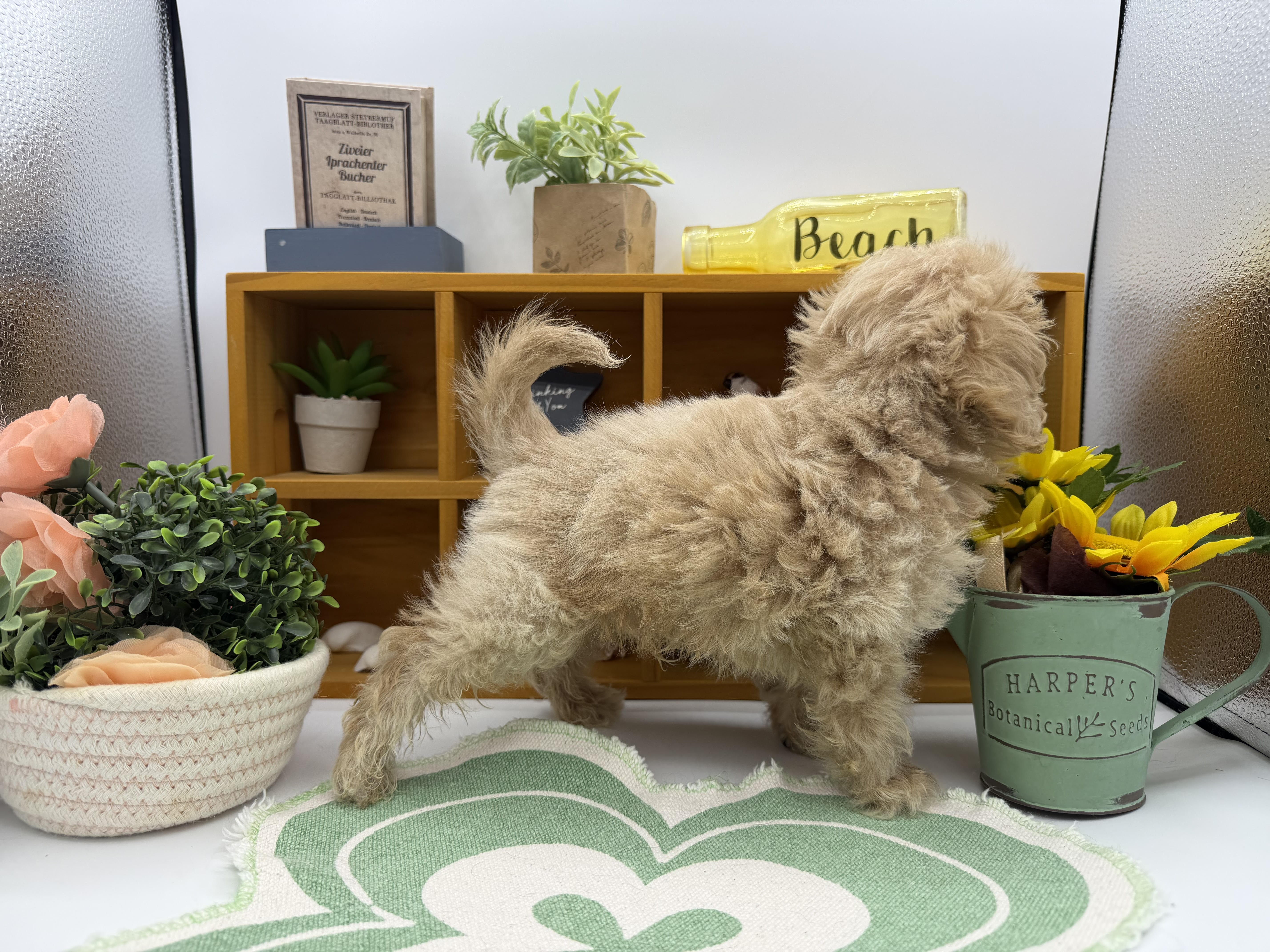 静岡県のハーフ犬・ミックス犬 (ペッツワン清水店/2025年12月16日生まれ/男の子/ブラウン)の子犬の2枚目の画像