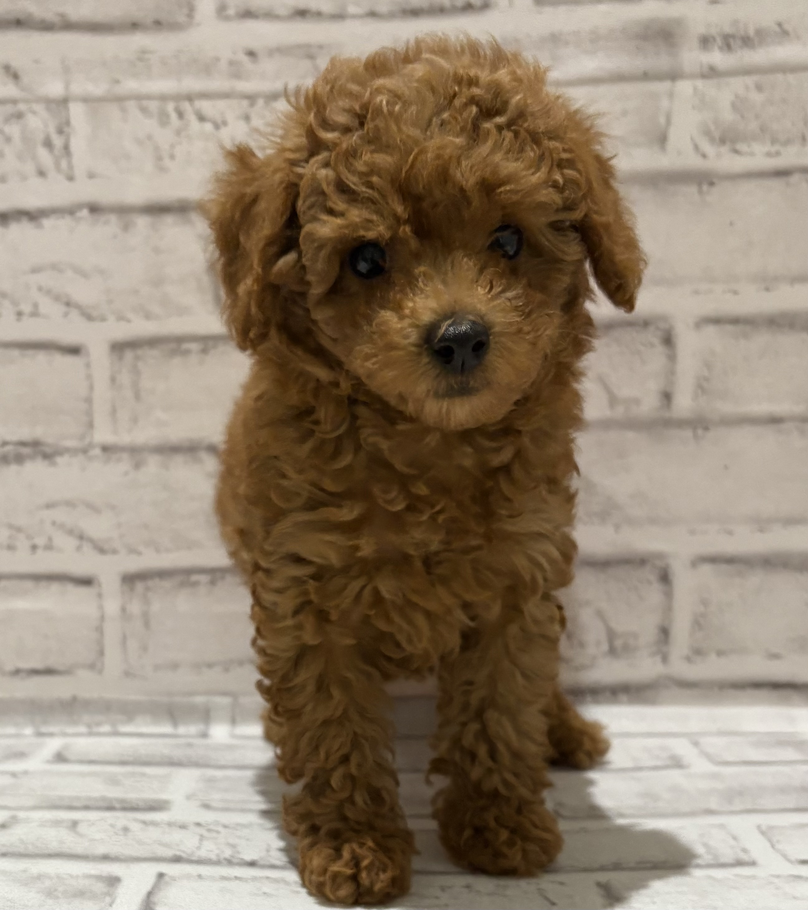 宮城県のトイプードル(トイ) (ペッツワン古川店/2025年12月17日生まれ/女の子/レッド)の子犬