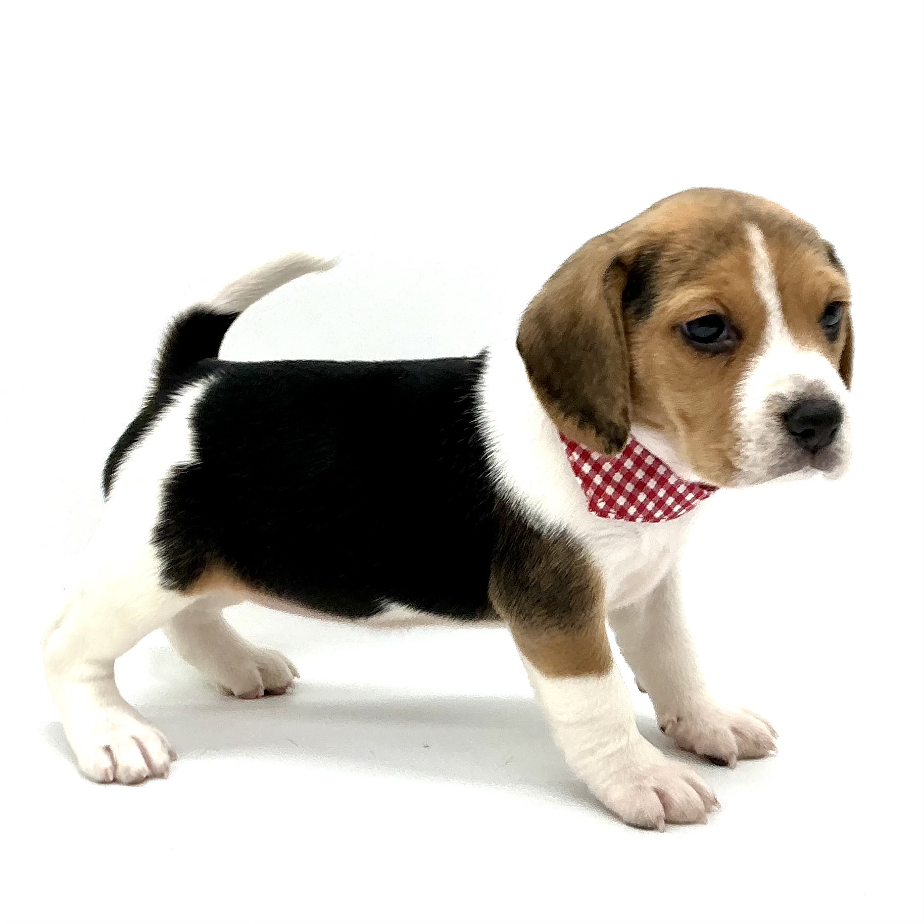 埼玉県のビーグル (ペッツワン鶴ヶ島店/2025年12月30日生まれ/女の子/ブラックタンホワイト)の子犬の3枚目の画像