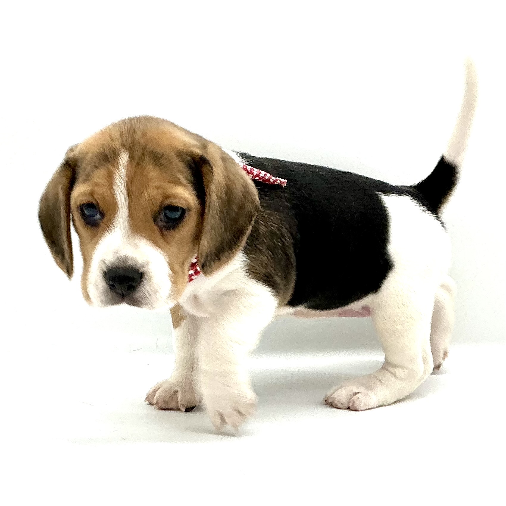 埼玉県のビーグル (ペッツワン鶴ヶ島店/2025年12月30日生まれ/女の子/ブラックタンホワイト)の子犬の2枚目の画像