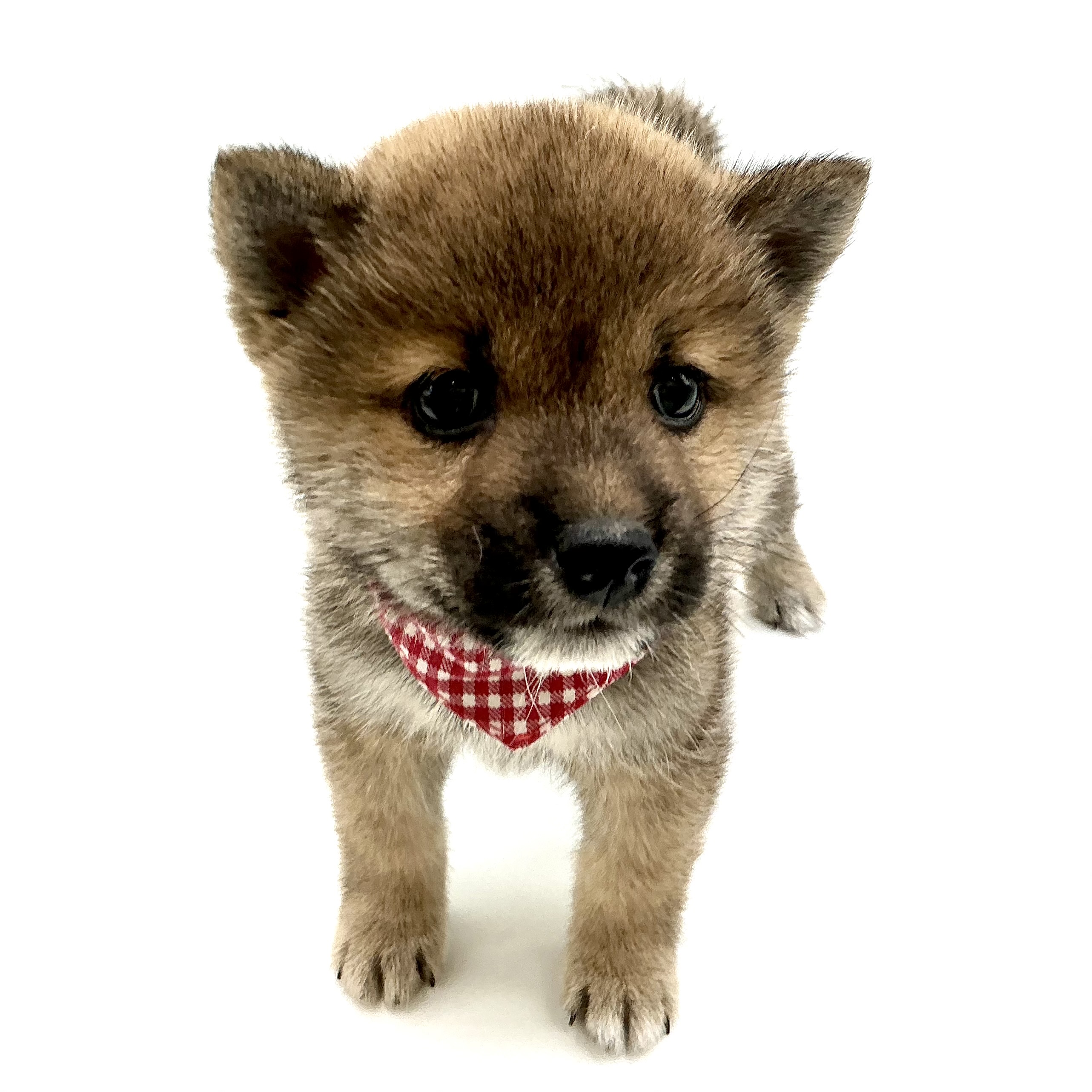 埼玉県の柴犬(標準サイズ) (ペッツワン鶴ヶ島店/2025年12月24日生まれ/男の子/赤)の子犬の1枚目の画像