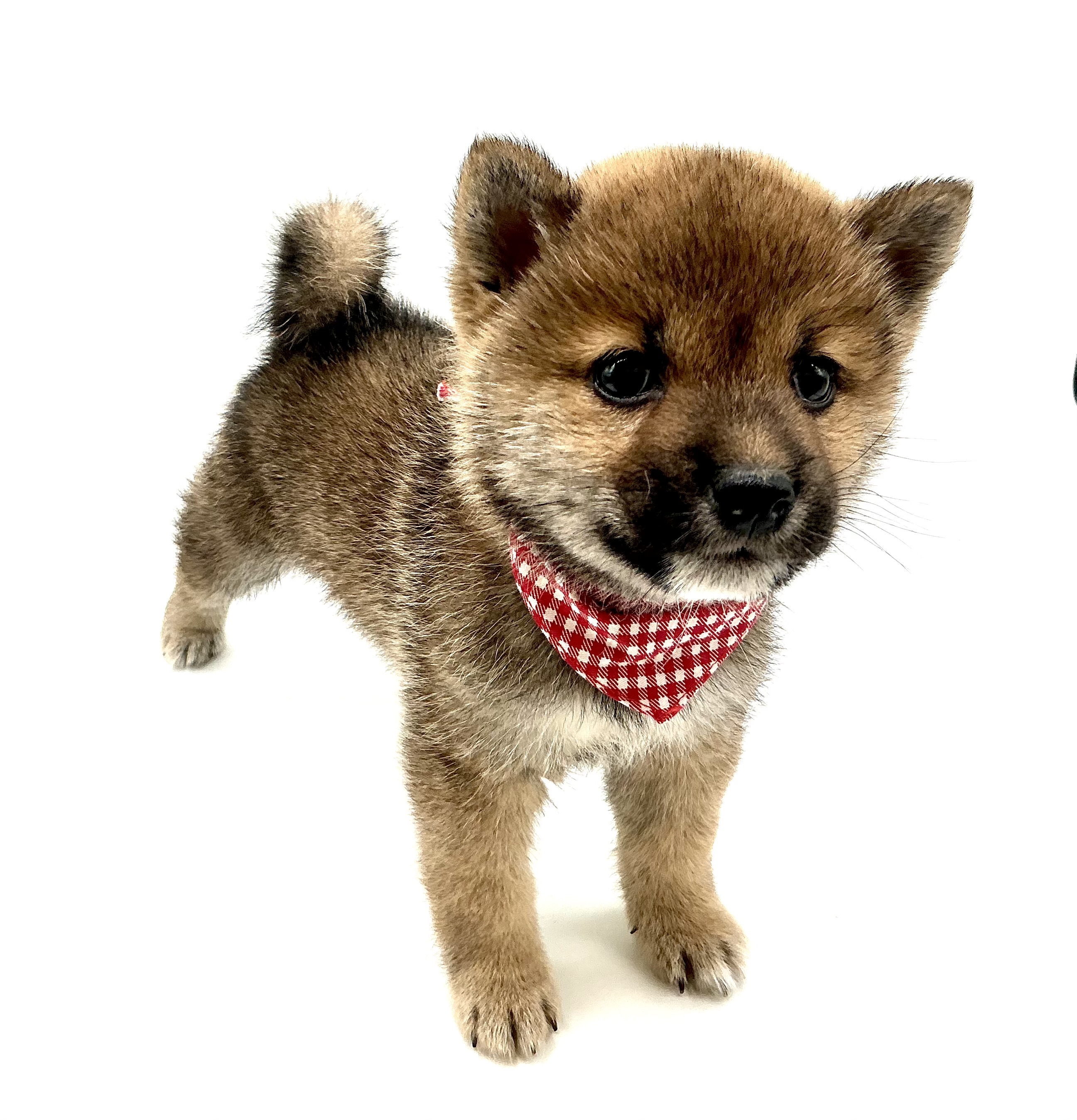 埼玉県の柴犬(標準サイズ) (ペッツワン鶴ヶ島店/2025年12月24日生まれ/男の子/赤)の子犬の2枚目の画像