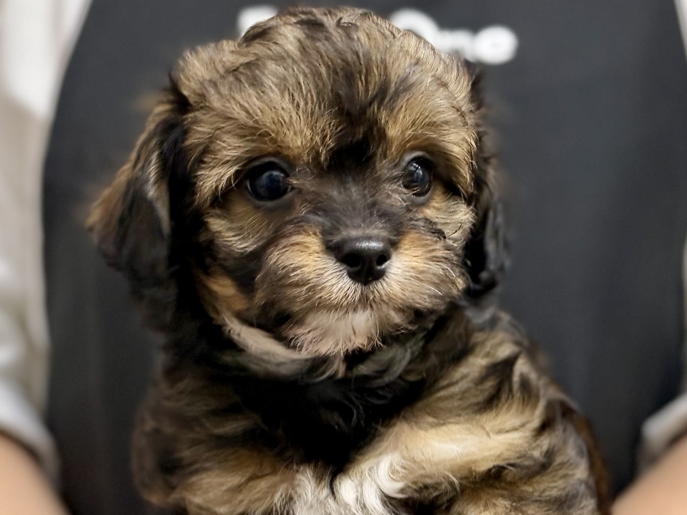 愛知県のハーフ犬・ミックス犬 (ペッツワン名古屋堀田店/2025年12月25日生まれ/女の子/セーブル)の子犬