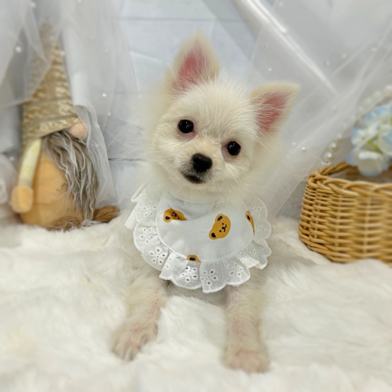 滋賀県のポメラニアン (ペッツワン堅田店/2025年8月28日生まれ/男の子/クリーム)の子犬