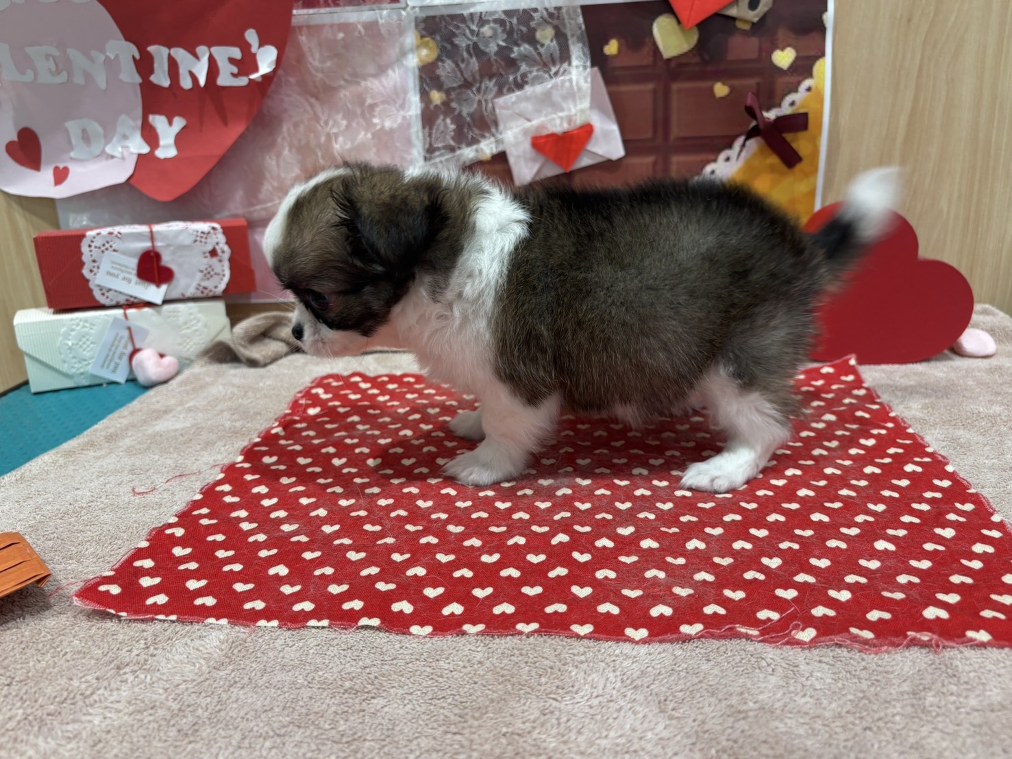 福島県のチワワ(ロング) (ペッツワン会津若松店/2025年12月27日生まれ/男の子/レッドホワイト)の子犬の2枚目の画像