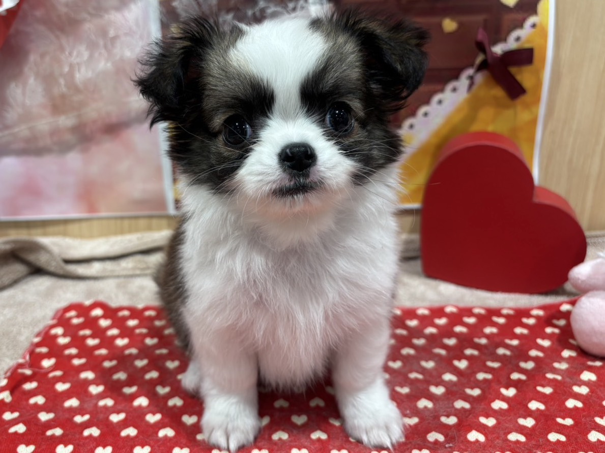 福島県のチワワ(ロング) (ペッツワン会津若松店/2025年12月27日生まれ/男の子/レッドホワイト)の子犬の1枚目の画像