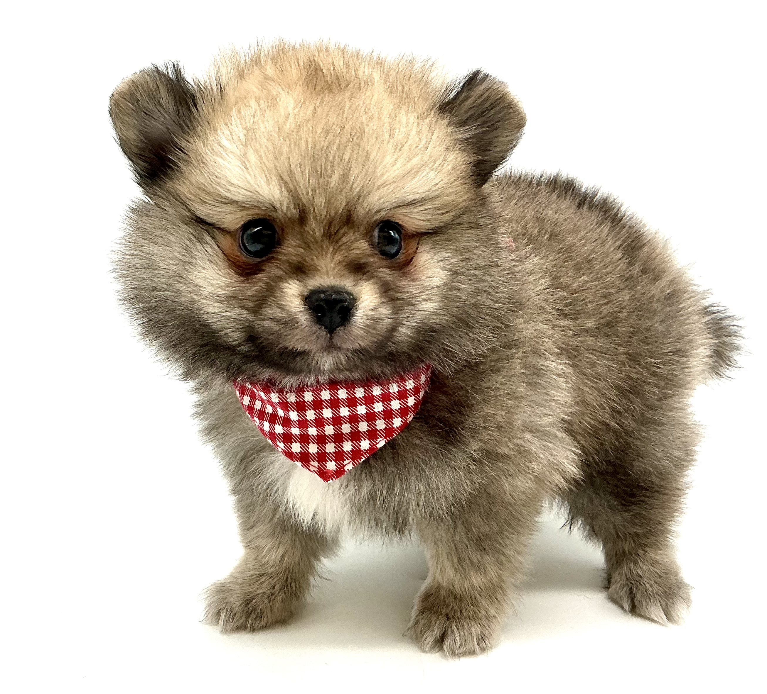 埼玉県のハーフ犬・ミックス犬 (ペッツワン鶴ヶ島店/2025年12月26日生まれ/男の子/オレンジ)の子犬の1枚目の画像