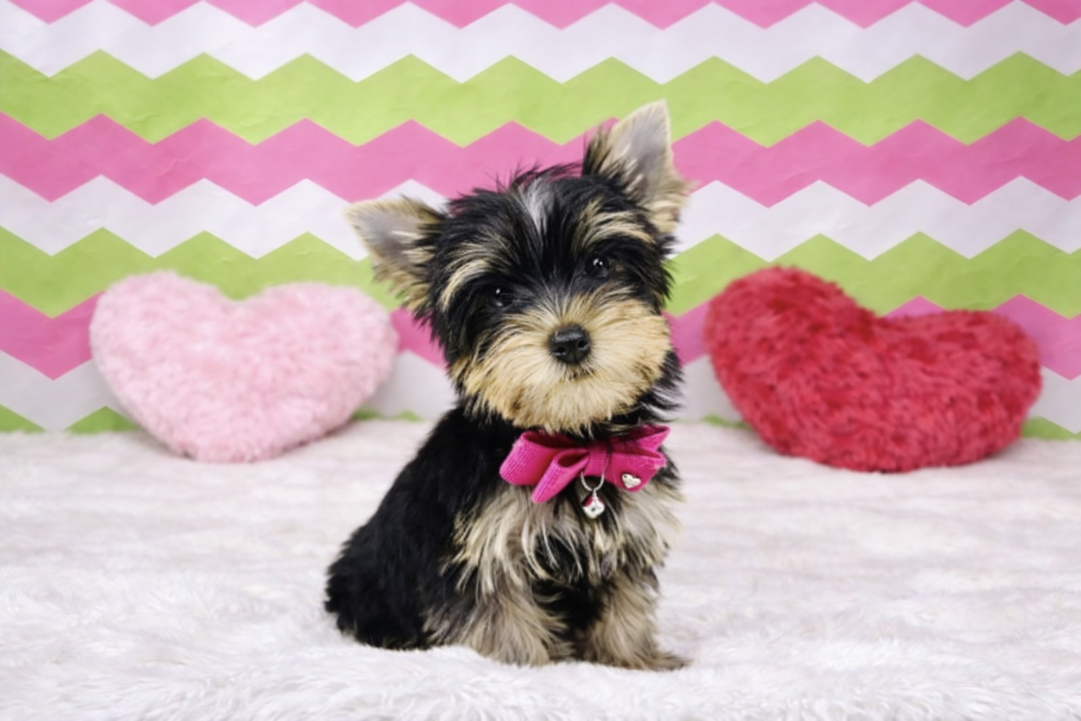 兵庫県のヨークシャーテリア (ペッツワン神戸深江浜店/2025年12月11日生まれ/女の子/スチールブルータン)の子犬