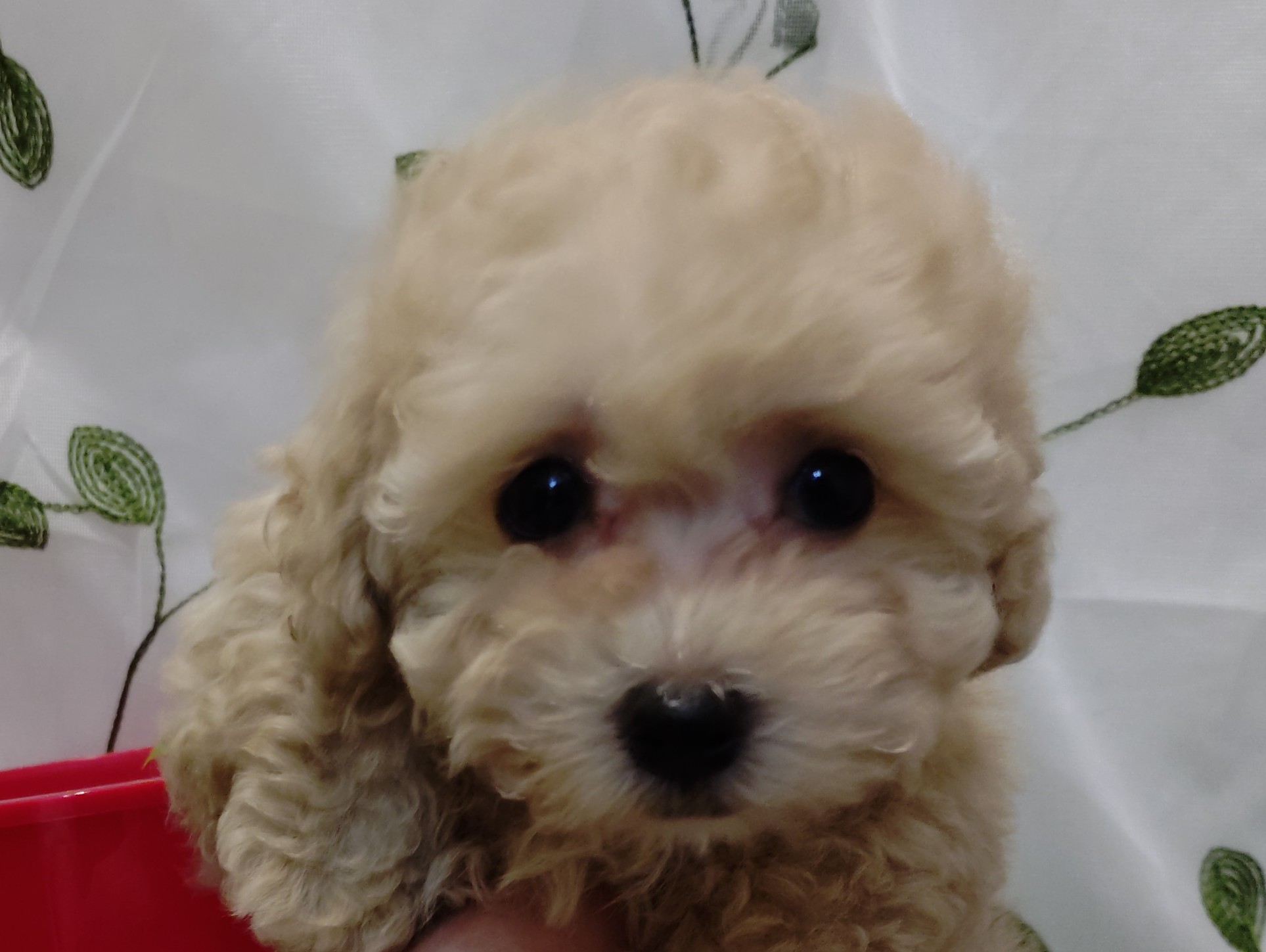 岐阜県のトイプードル(トイ) (ペッツワン関店/2025年12月30日生まれ/女の子/ペールフォーン)の子犬