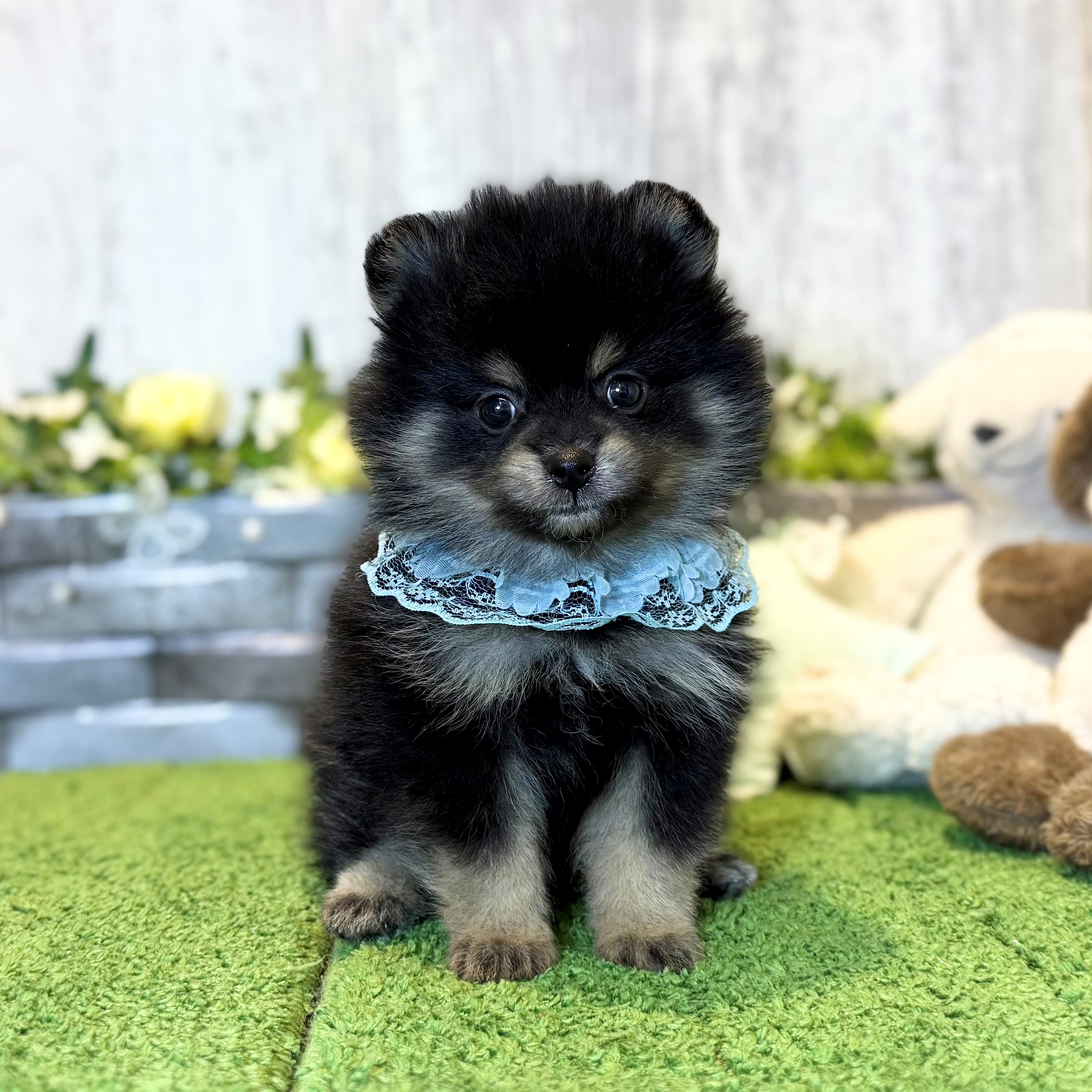 兵庫県のポメラニアン (ペッツワン姫路大津店/2025年12月23日生まれ/男の子/ブラックタン)の子犬