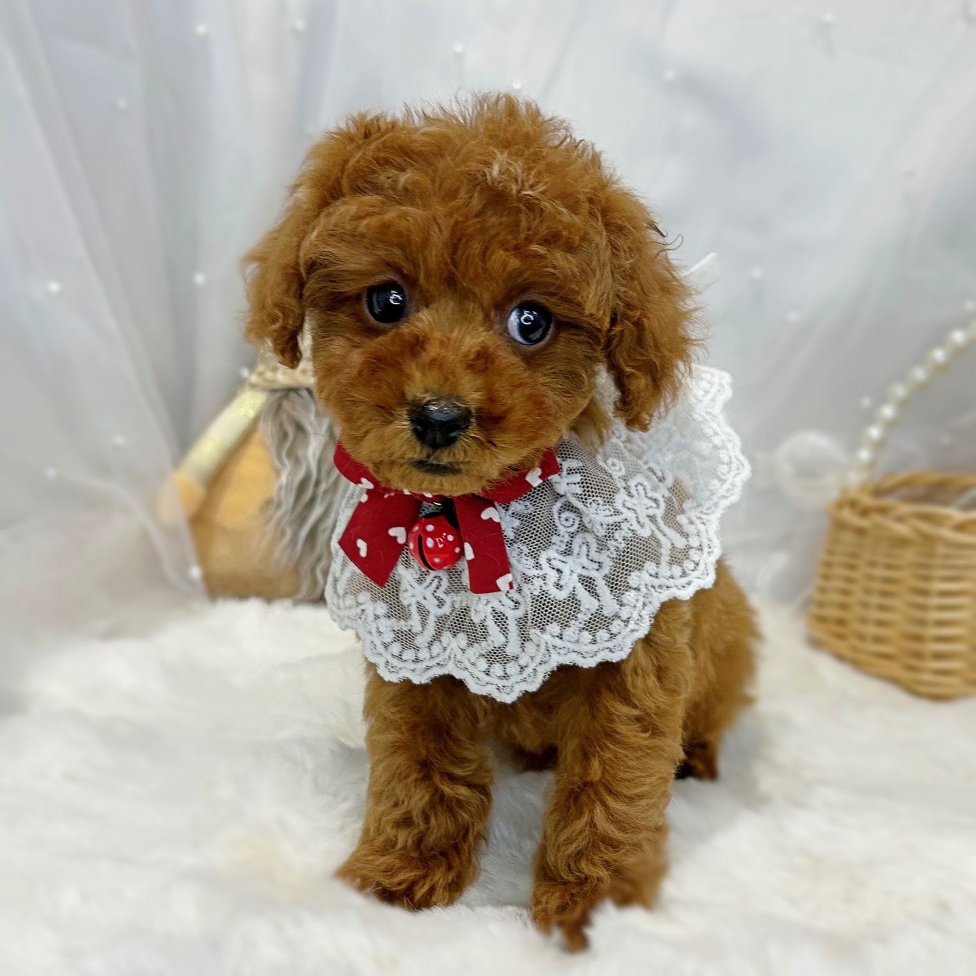 滋賀県のトイプードル(トイ) (ペッツワン堅田店/2025年12月25日生まれ/女の子/レッドフォーン)の子犬の2枚目の画像