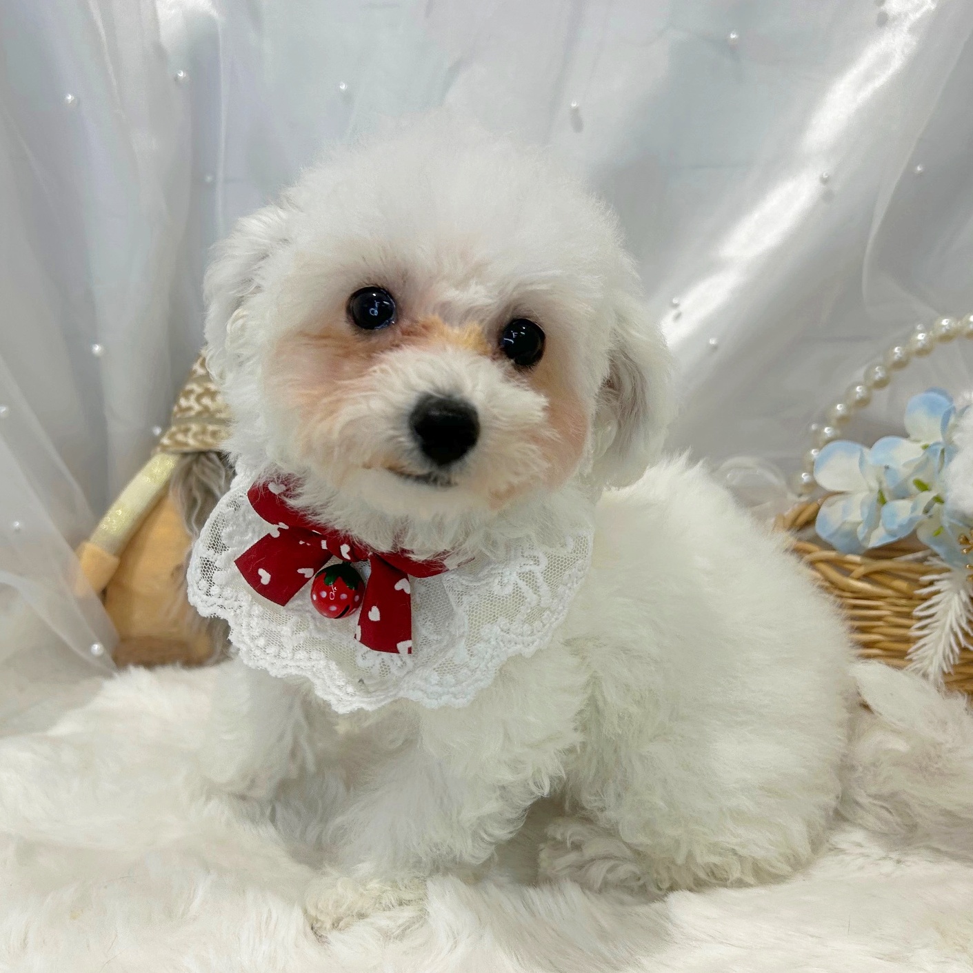 滋賀県のビションフリーゼ (ペッツワン堅田店/2025年11月8日生まれ/女の子/ホワイト)の子犬の2枚目の画像