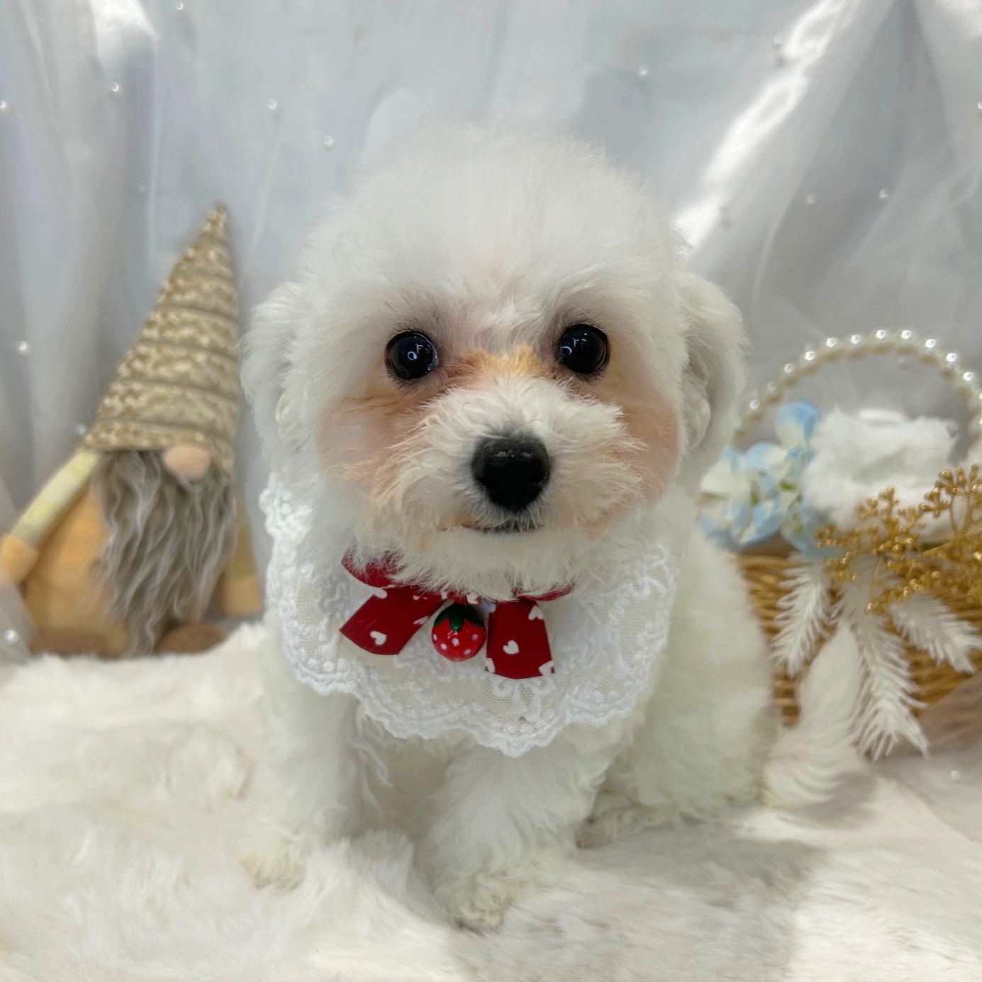 滋賀県のビションフリーゼ (ペッツワン堅田店/2025年11月8日生まれ/女の子/ホワイト)の子犬の3枚目の画像