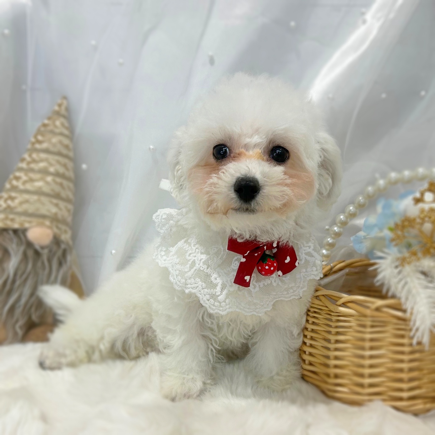 滋賀県のビションフリーゼ (ペッツワン堅田店/2025年11月8日生まれ/女の子/ホワイト)の子犬の1枚目の画像