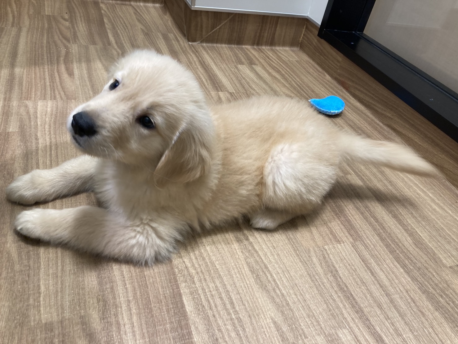 埼玉県のゴールデンレトリバー (ペッツワン北本店/2025年12月12日生まれ/男の子/クリーム)の子犬の3枚目の画像