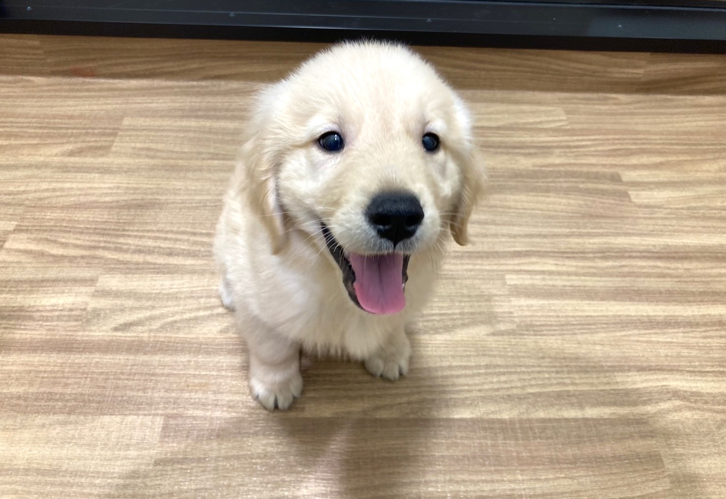 埼玉県のゴールデンレトリバー (ペッツワン北本店/2025年12月12日生まれ/男の子/クリーム)の子犬の2枚目の画像