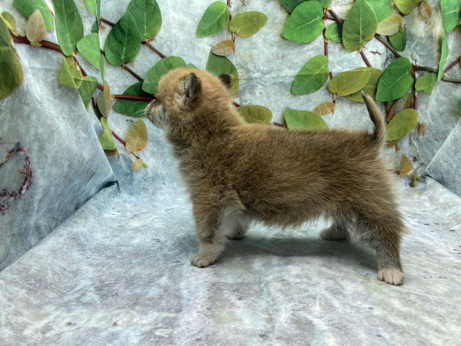 埼玉県のハーフ犬・ミックス犬 (ペッツワン北本店/2025年12月27日生まれ/女の子/セーブルホワイト)の子犬の3枚目の画像