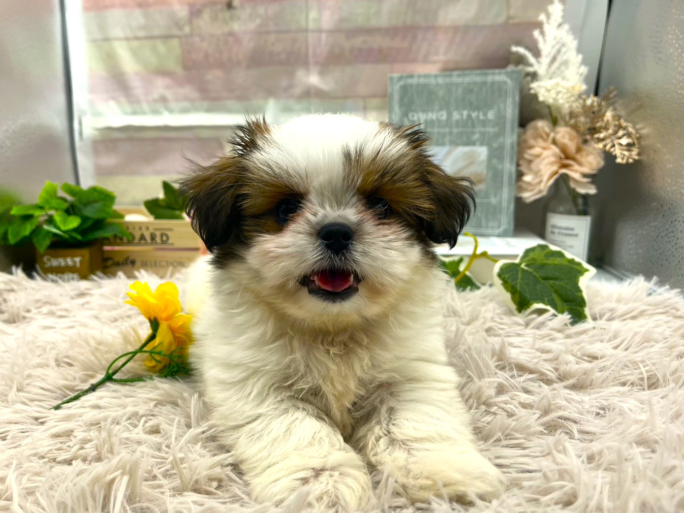 静岡県のハーフ犬・ミックス犬 (ペッツワン掛川店/2025年12月22日生まれ/男の子/ホワイトゴールド)の子犬の2枚目の画像