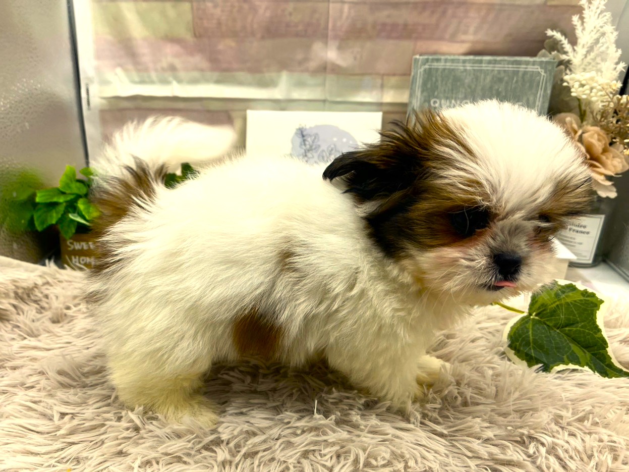 静岡県のハーフ犬・ミックス犬 (ペッツワン掛川店/2025年12月22日生まれ/男の子/ホワイトゴールド)の子犬の3枚目の画像