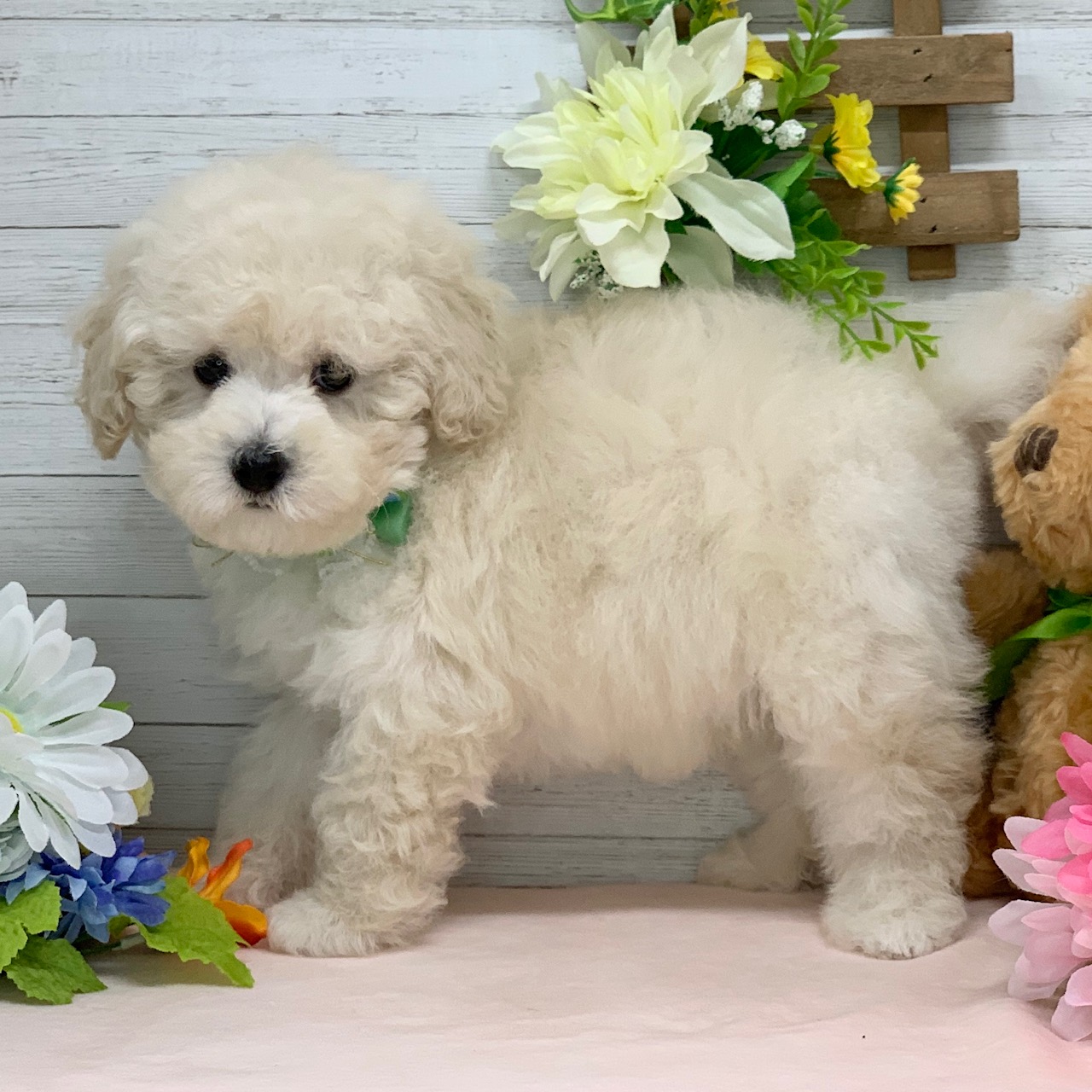 兵庫県のトイプードル(トイ) (ペッツワン神戸ひよどり台店/2025年12月25日生まれ/男の子/ホワイト)の子犬の3枚目の画像