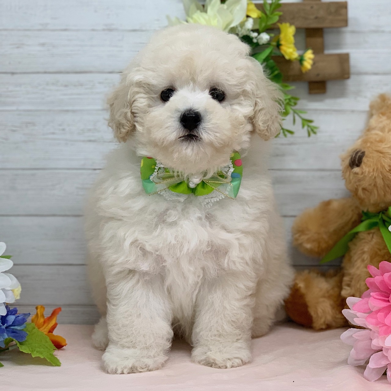 兵庫県のトイプードル(トイ) (ペッツワン神戸ひよどり台店/2025年12月25日生まれ/男の子/ホワイト)の子犬の1枚目の画像