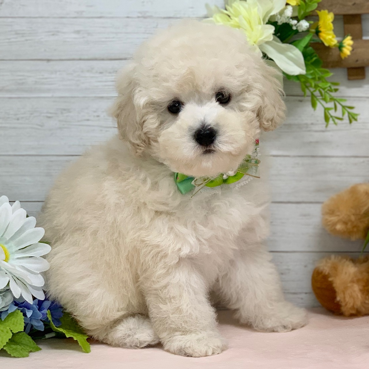 兵庫県のトイプードル(トイ) (ペッツワン神戸ひよどり台店/2025年12月25日生まれ/男の子/ホワイト)の子犬の2枚目の画像