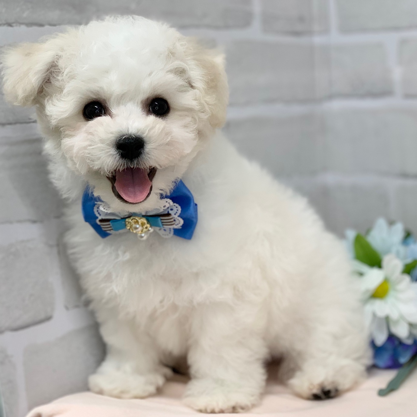 兵庫県のビションフリーゼ (ペッツワン神戸ひよどり台店/2025年12月9日生まれ/男の子/ホワイト)の子犬の3枚目の画像