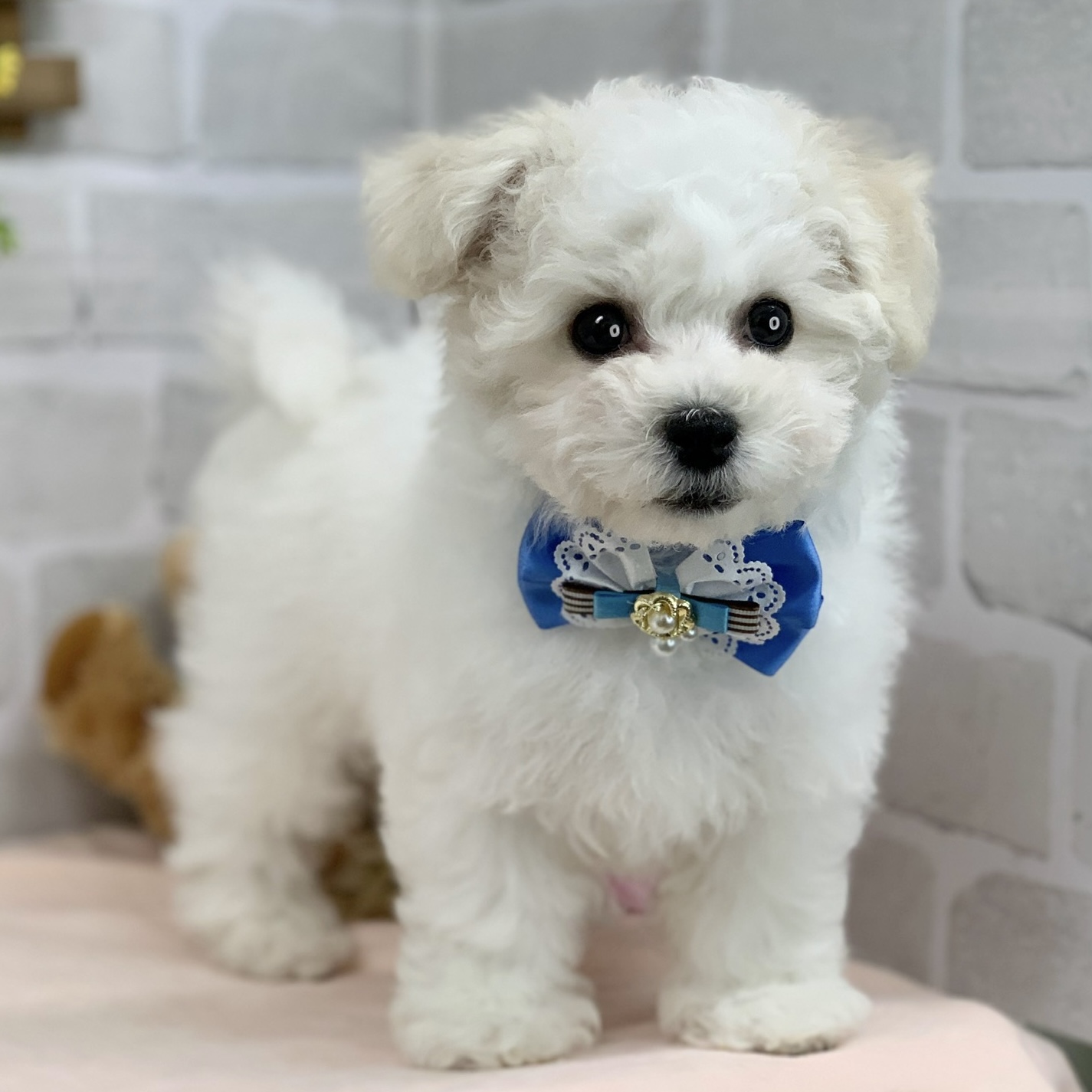 兵庫県のビションフリーゼ (ペッツワン神戸ひよどり台店/2025年12月9日生まれ/男の子/ホワイト)の子犬の2枚目の画像