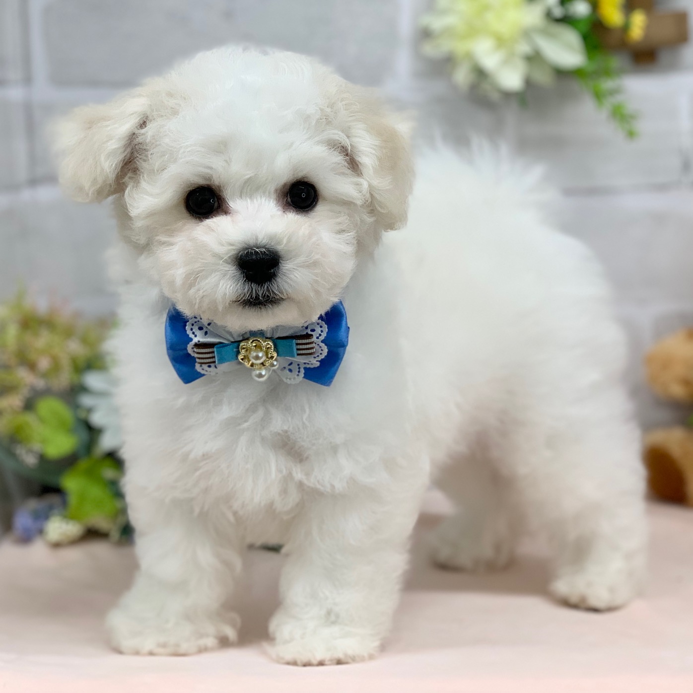 兵庫県のビションフリーゼ (ペッツワン神戸ひよどり台店/2025年12月9日生まれ/男の子/ホワイト)の子犬の1枚目の画像