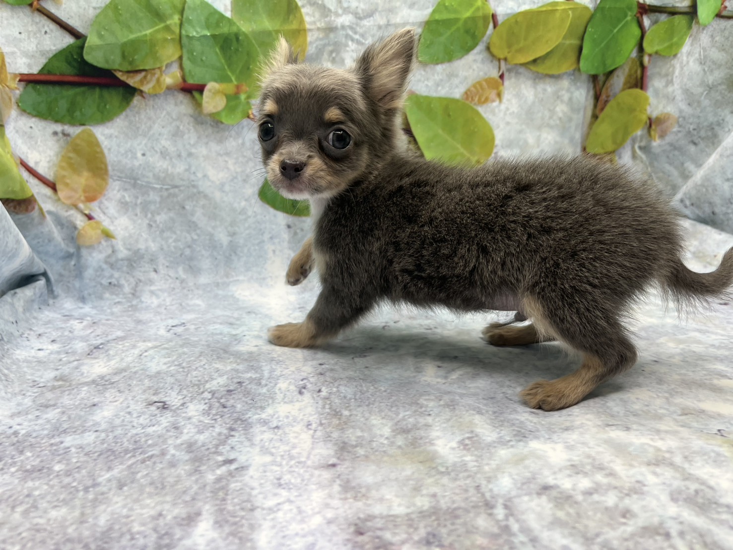 埼玉県のチワワ(ロング) (ペッツワン北本店/2025年12月16日生まれ/男の子/ブルータン)の子犬の3枚目の画像