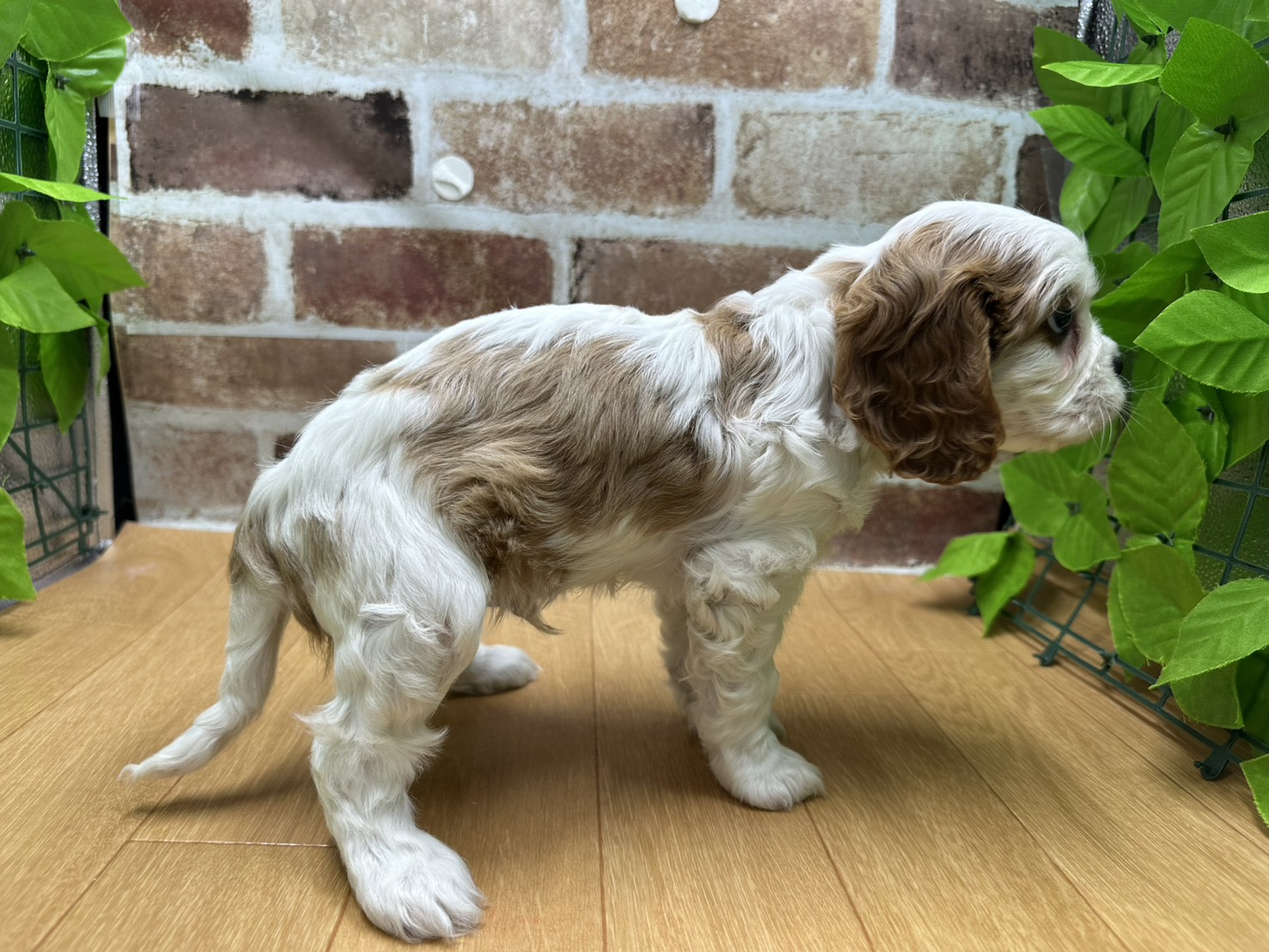 福島県のキャバリアキングチャールズスパニエル (ペッツワン白河モール店/2025年12月13日生まれ/男の子/ブレンハイム)の子犬の2枚目の画像