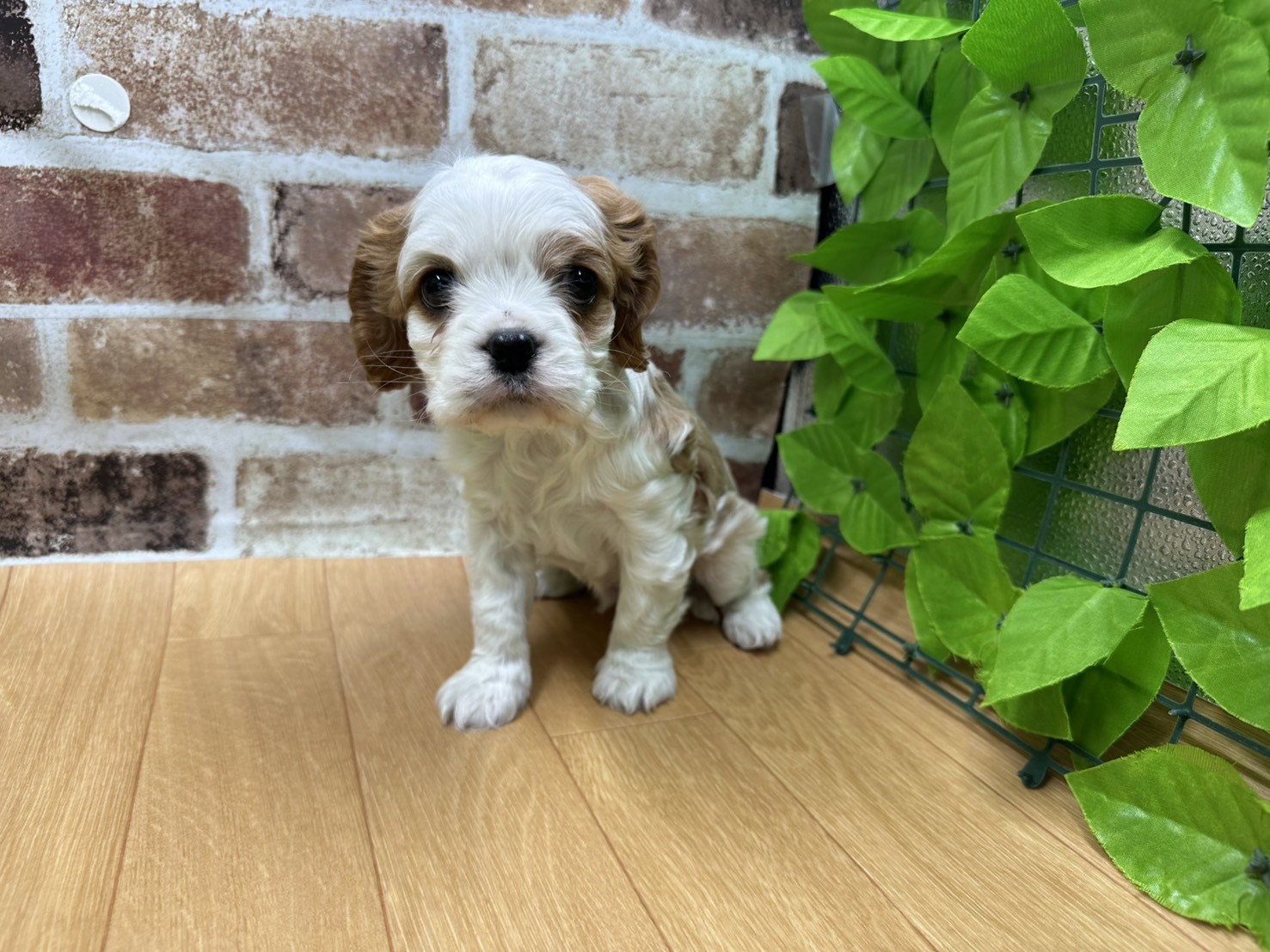 福島県のキャバリアキングチャールズスパニエル (ペッツワン白河モール店/2025年12月13日生まれ/男の子/ブレンハイム)の子犬の1枚目の画像