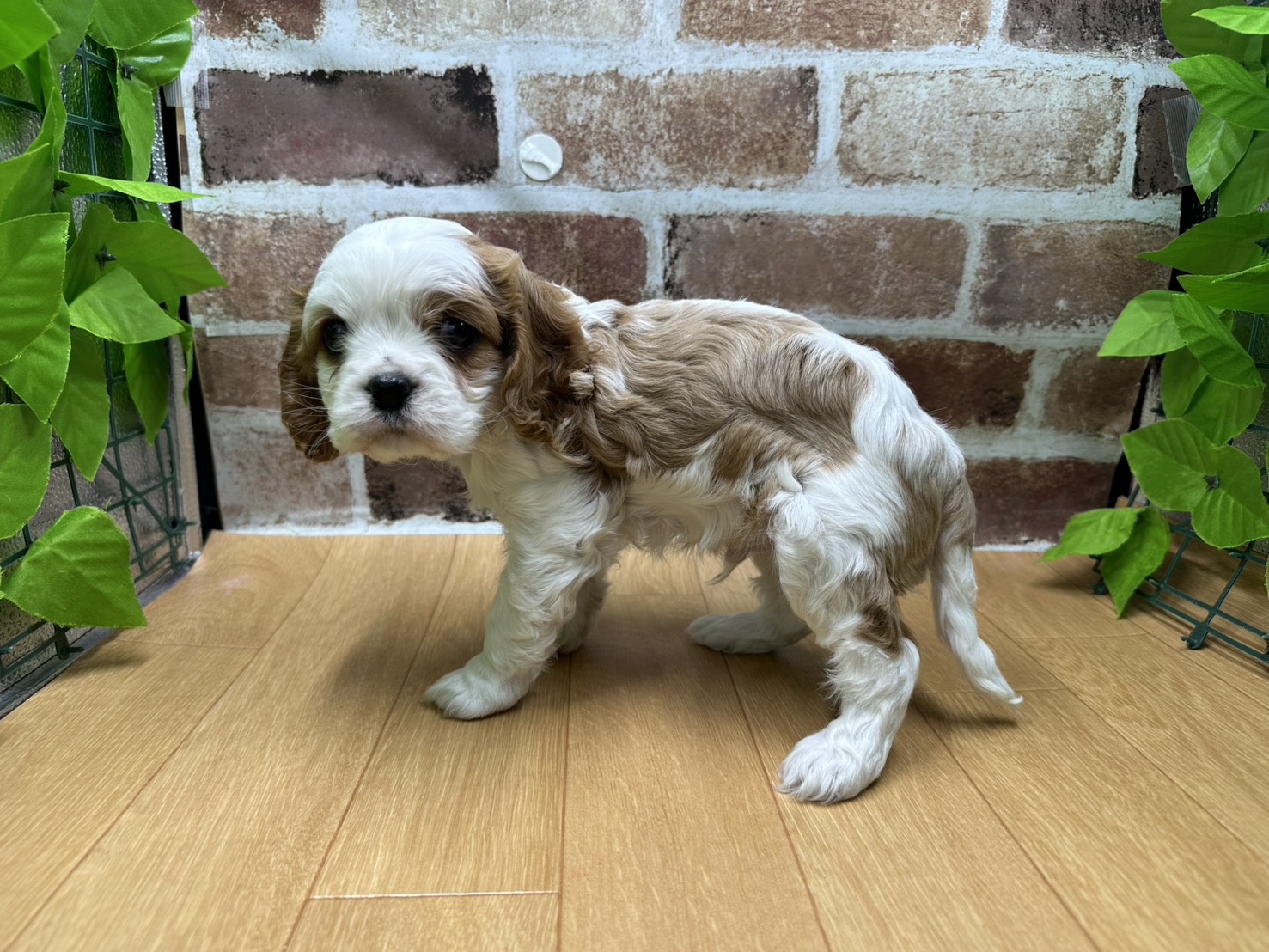 福島県のキャバリアキングチャールズスパニエル (ペッツワン白河モール店/2025年12月13日生まれ/男の子/ブレンハイム)の子犬の3枚目の画像