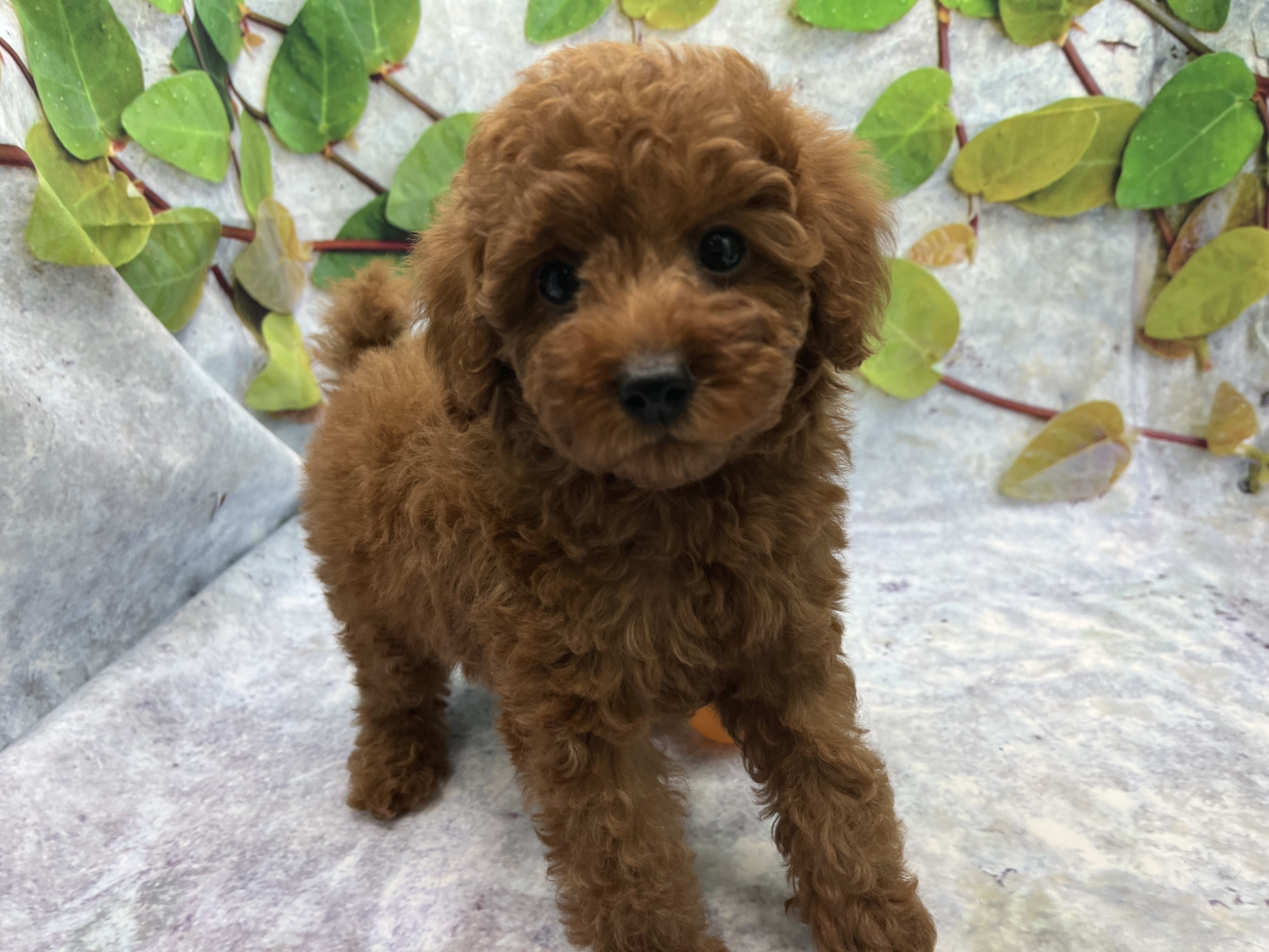 埼玉県のトイプードル(トイ) (ペッツワン北本店/2025年12月12日生まれ/女の子/レッド)の子犬の2枚目の画像