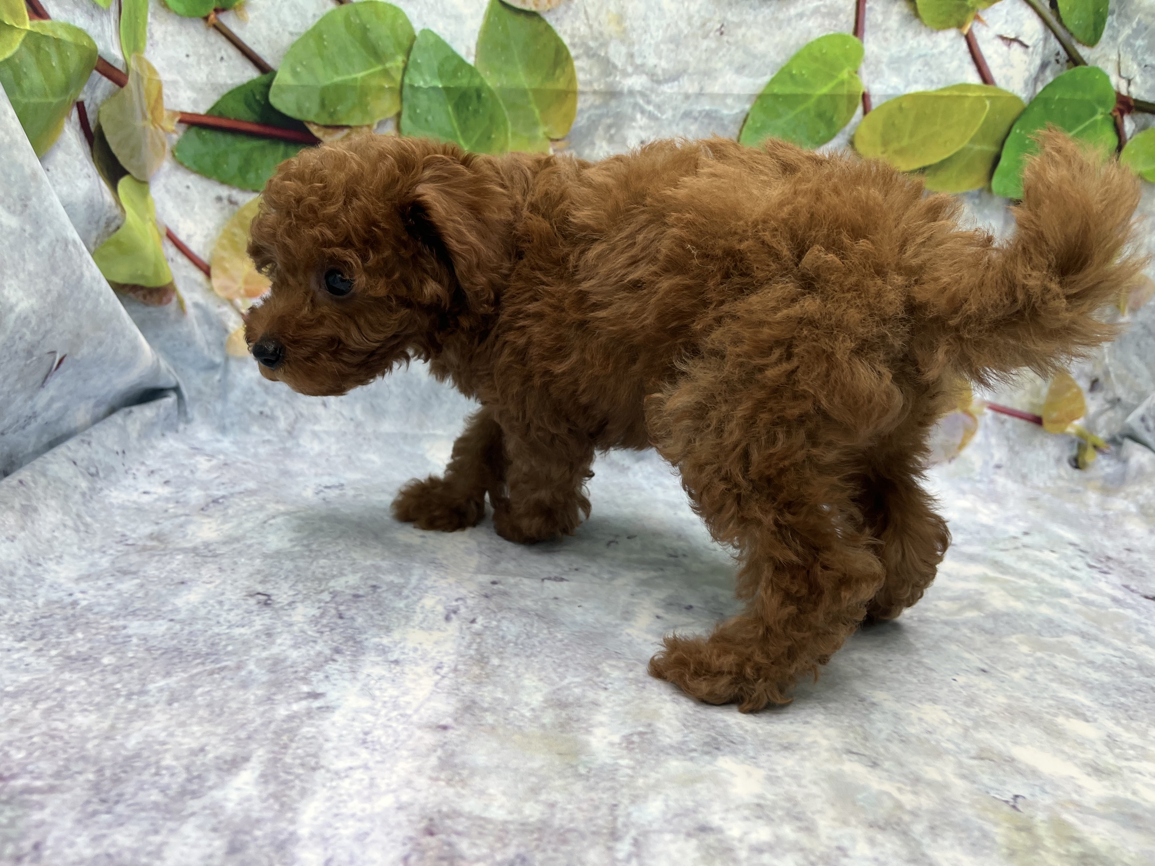 埼玉県のトイプードル(トイ) (ペッツワン北本店/2025年12月12日生まれ/女の子/レッド)の子犬の3枚目の画像